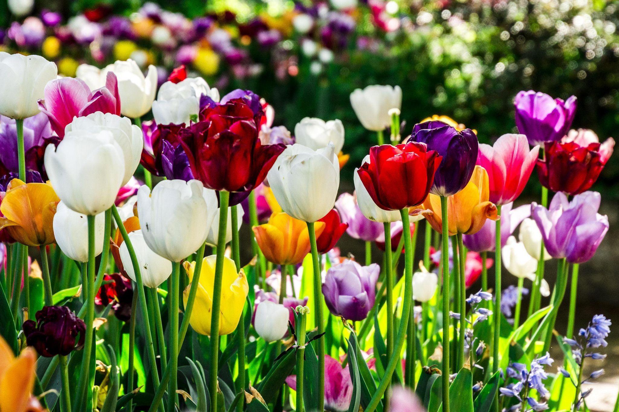 2048x1365 Tulips wallpaper HD red pink yellow picture