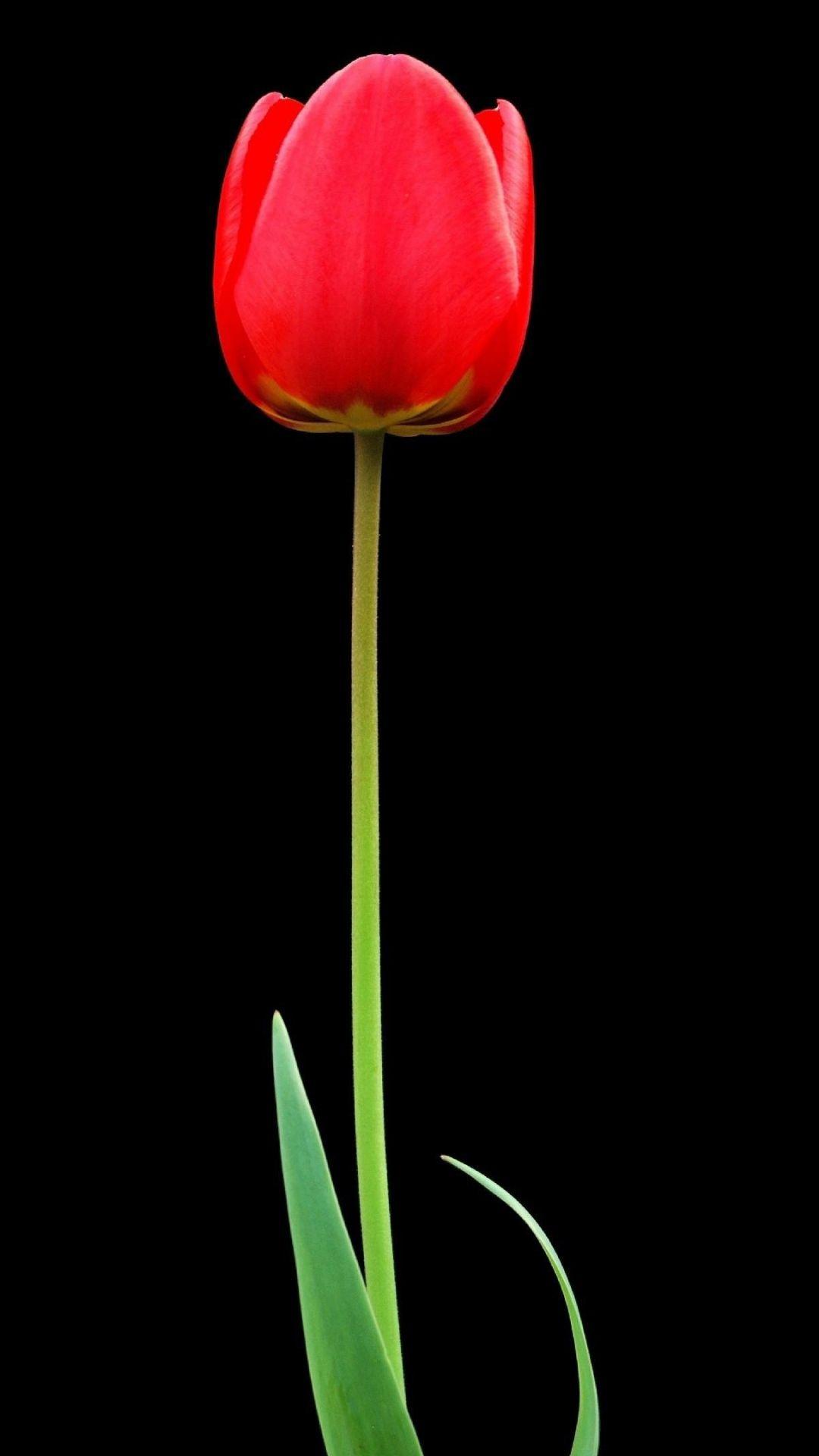 1080x1920 Tulip Wallpaper