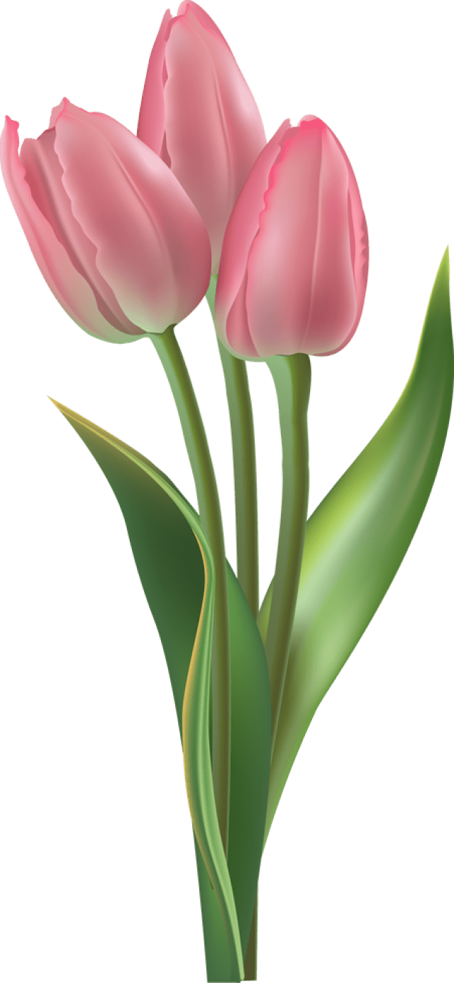 640x1384 Tulip Transparent Wallpaper Free HD Wallpaper