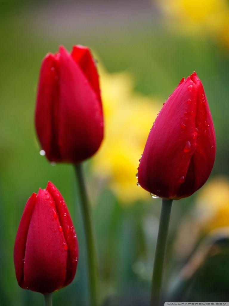 768x1024 Three Red Tulips Ultra HD Desktop Background Wallpaper for 4K UHD TV : Tablet