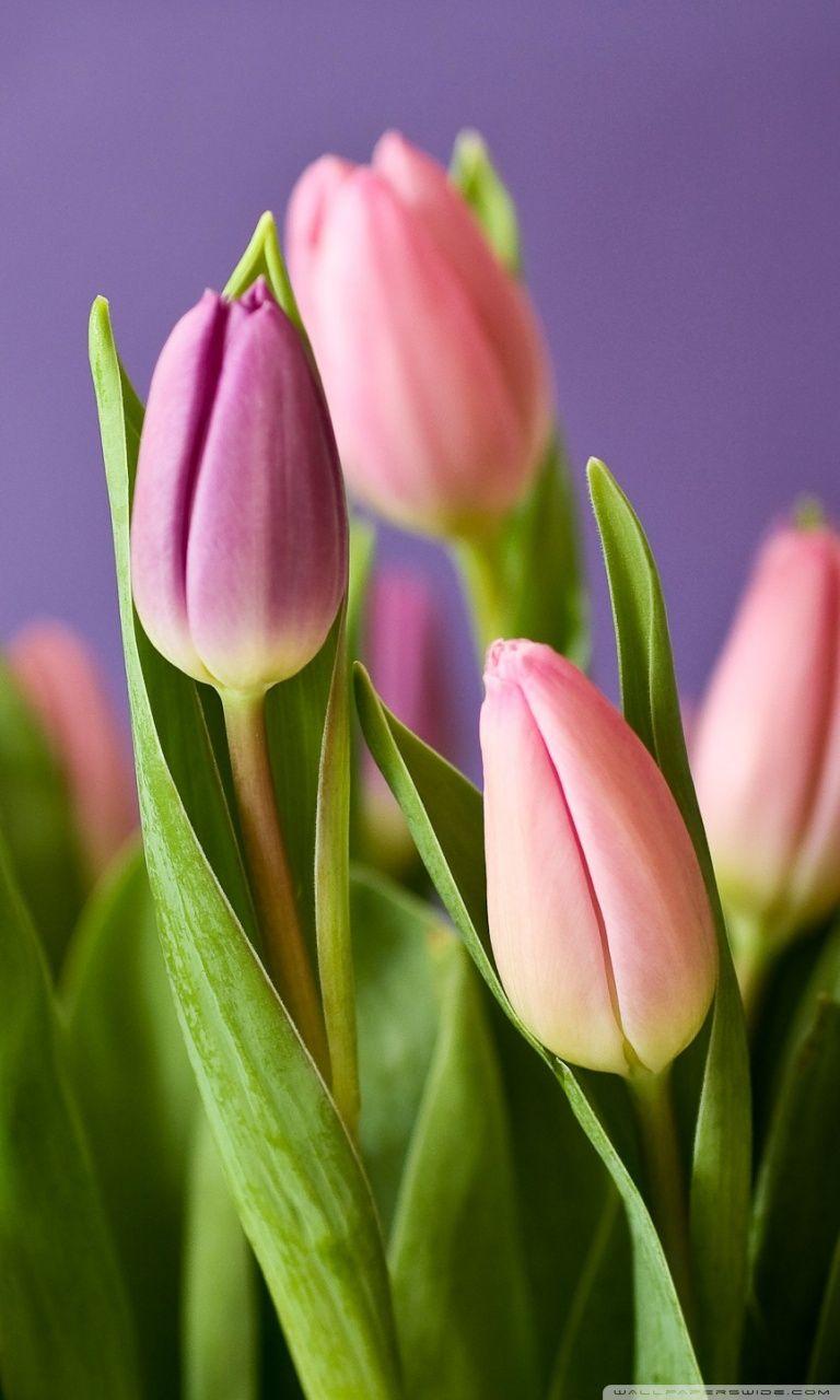 768x1280 Tulips Spring Pink And White HD Wallpaper