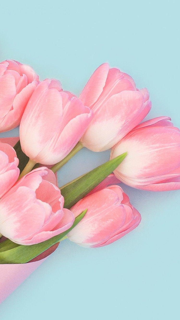 750x1334 Free Download Beautiful Pink Tulips Flower Wallpaper for Desktop and Mobiles iPhone 6 / 6S