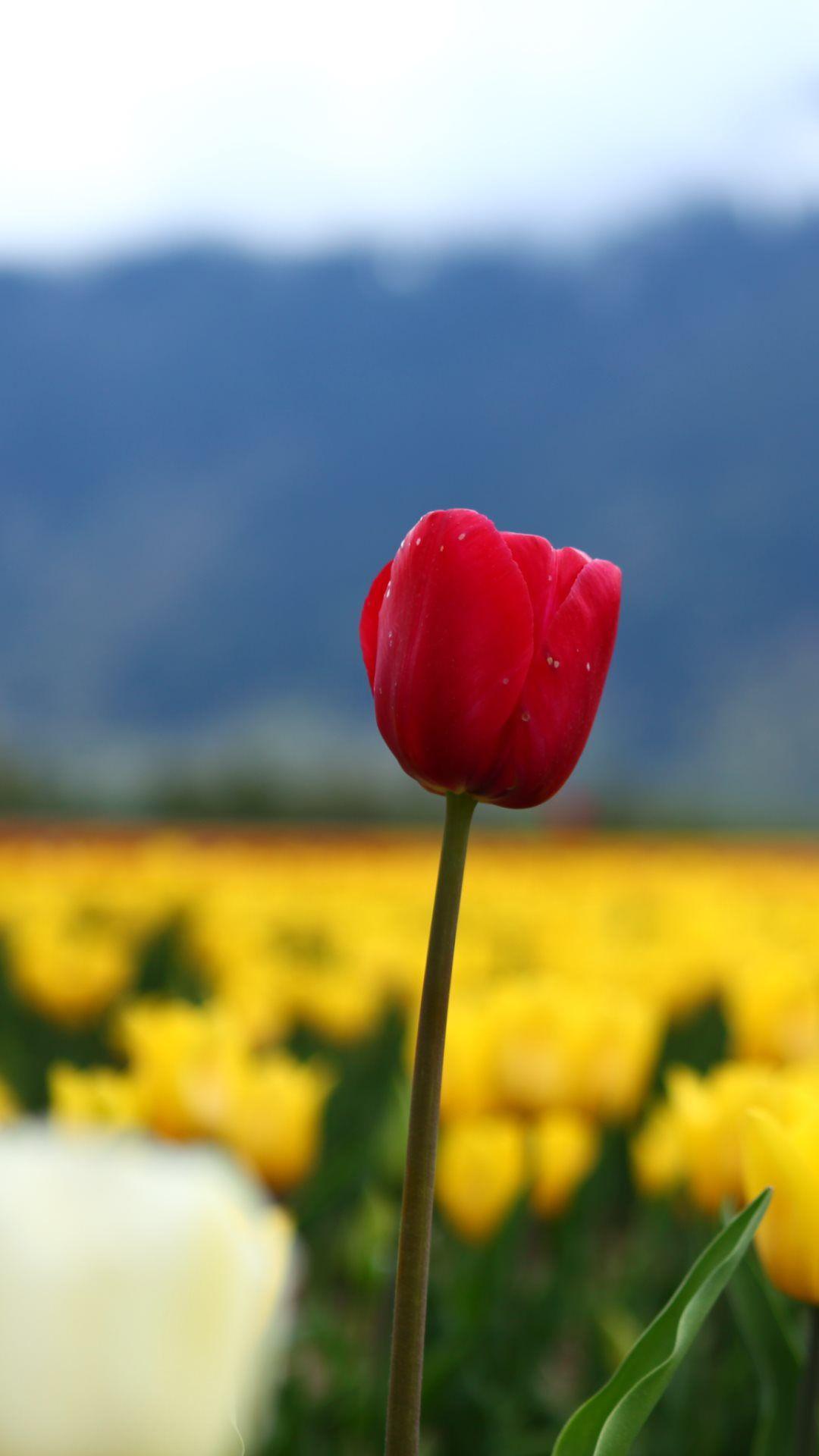 1080x1920 Red tulip htc one wallpaper htc one wallpaper