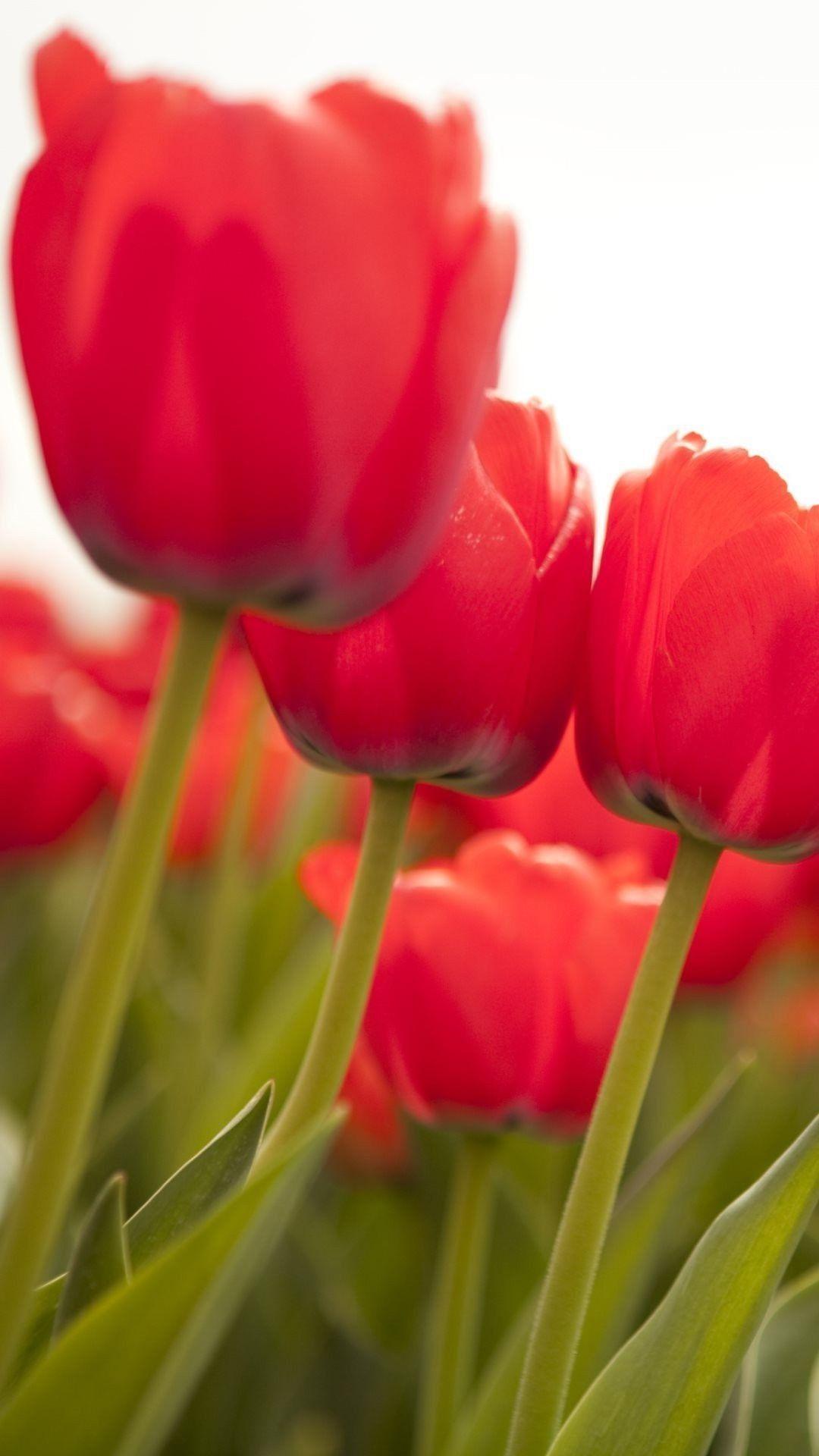 1080x1920 Red Tulip Wallpaper background picture