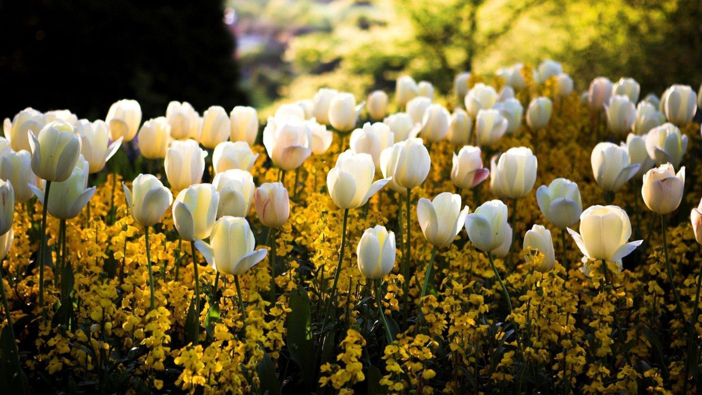 2400x1350 White Tulips & Yellow Flowers Picture, Photo, and Image for Facebook, Tumblr, Pinterest, and Twitter