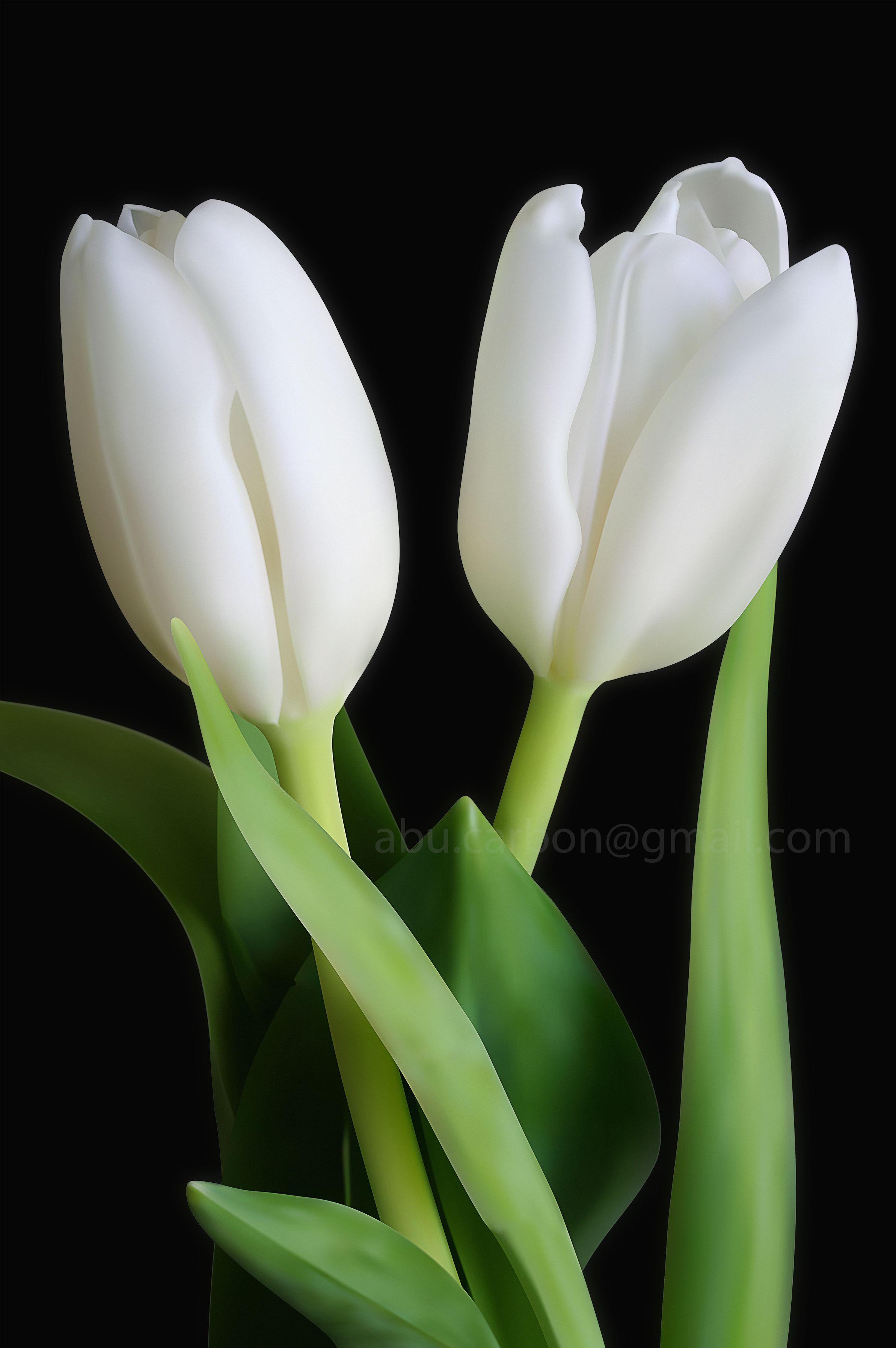 White Tulips Wallpapers Top Free White Tulips Backgrounds Wallpaperaccess