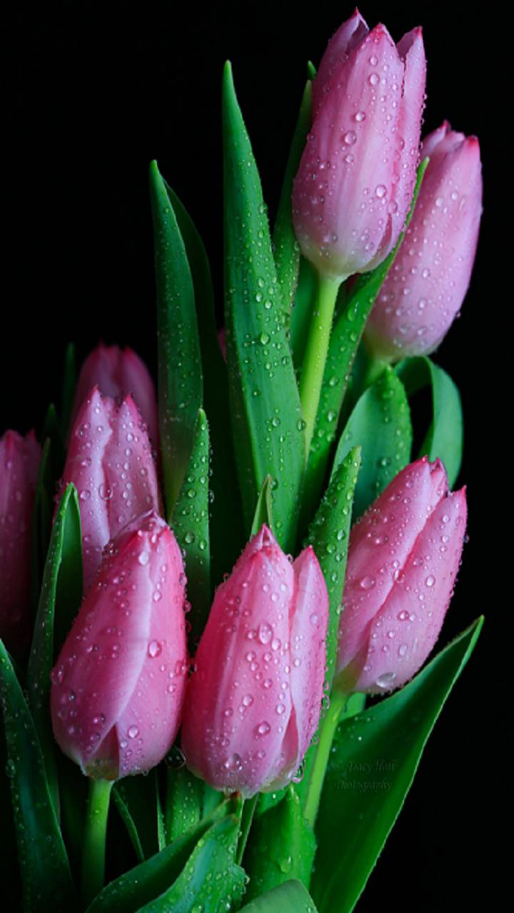 720x1280 Tulip flower Wallpaper by ZEDGE™