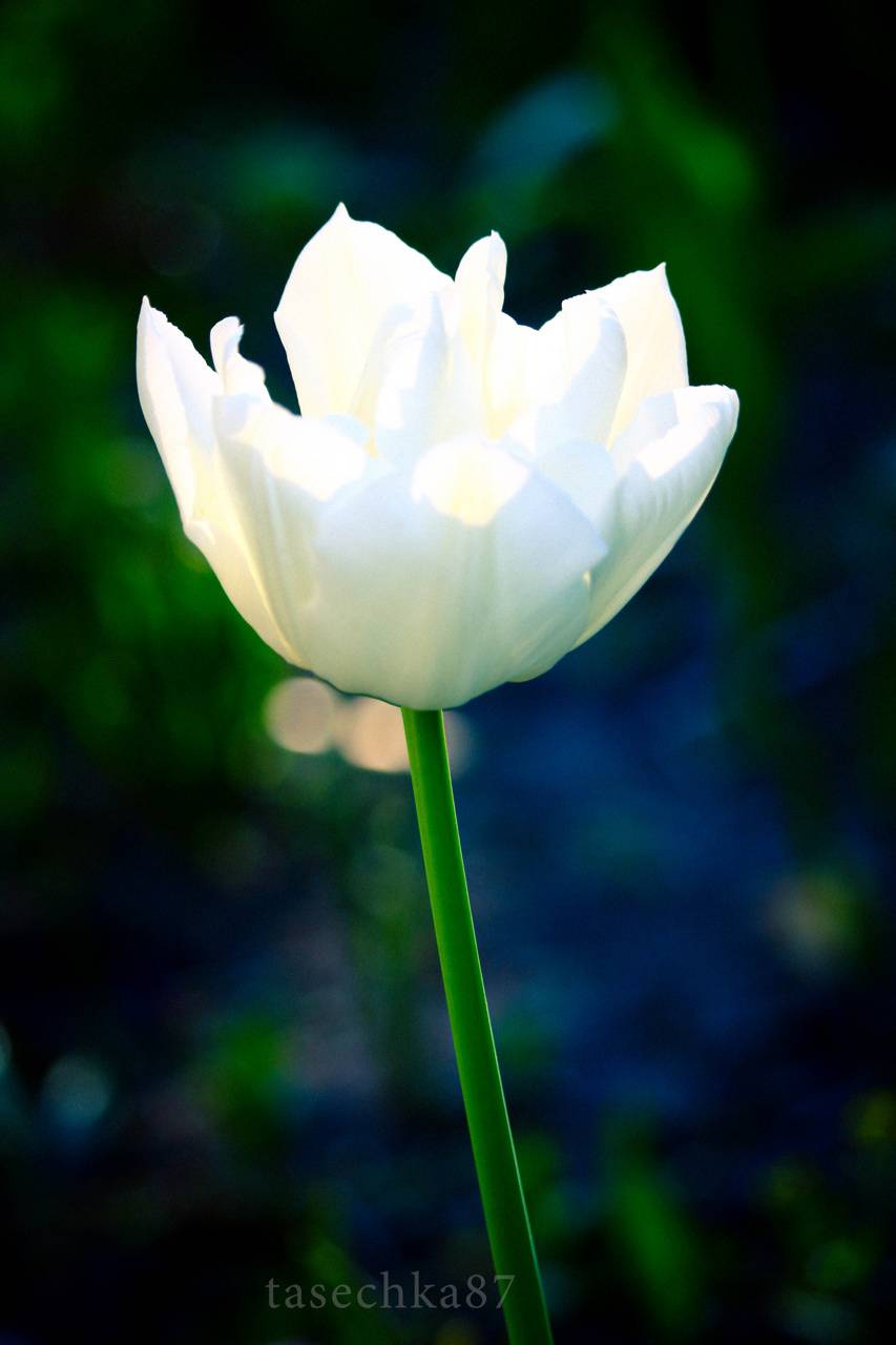 853x1280 White Tulip wallpaper