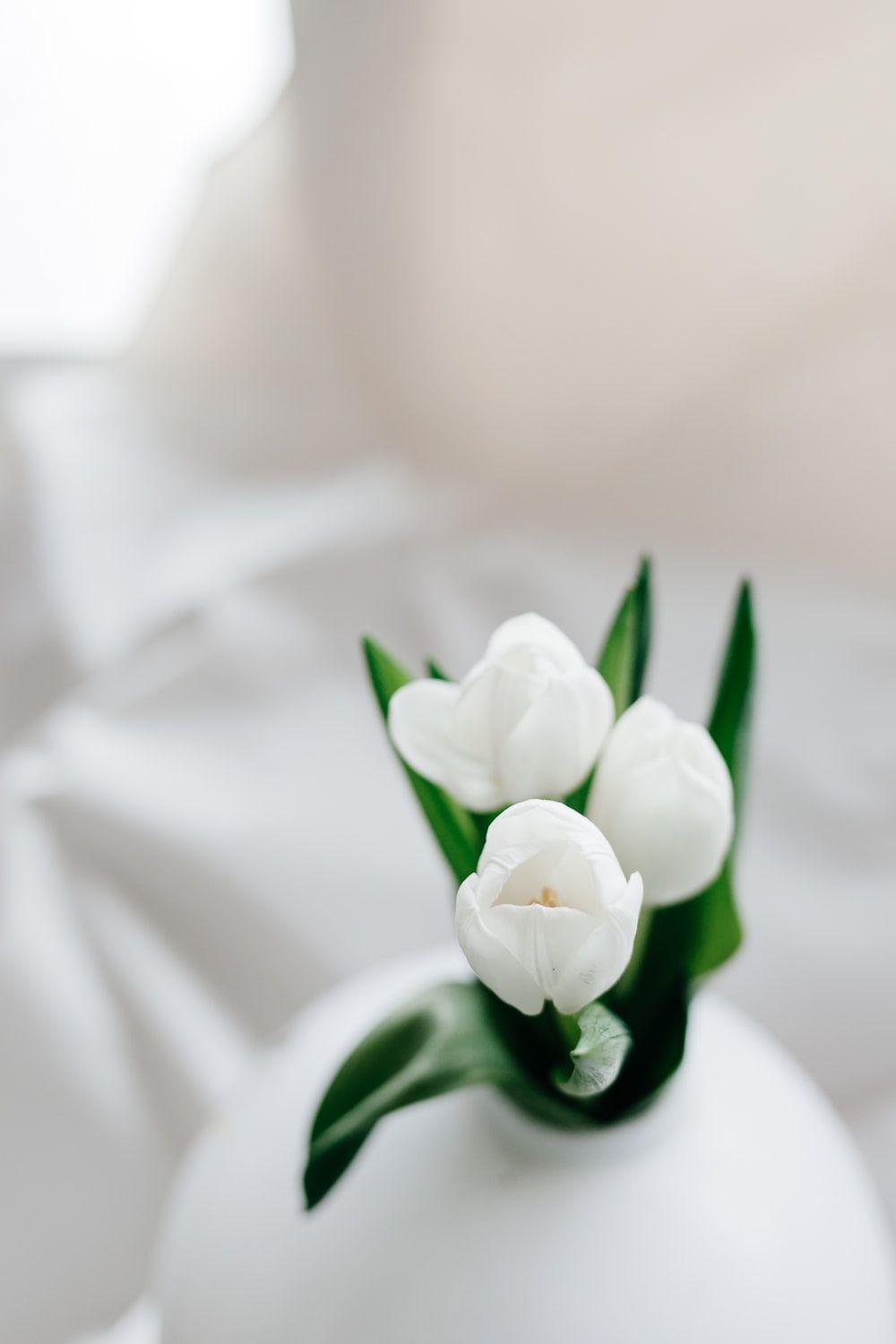 1000x1500 White Tulips Picture. Download Free Image