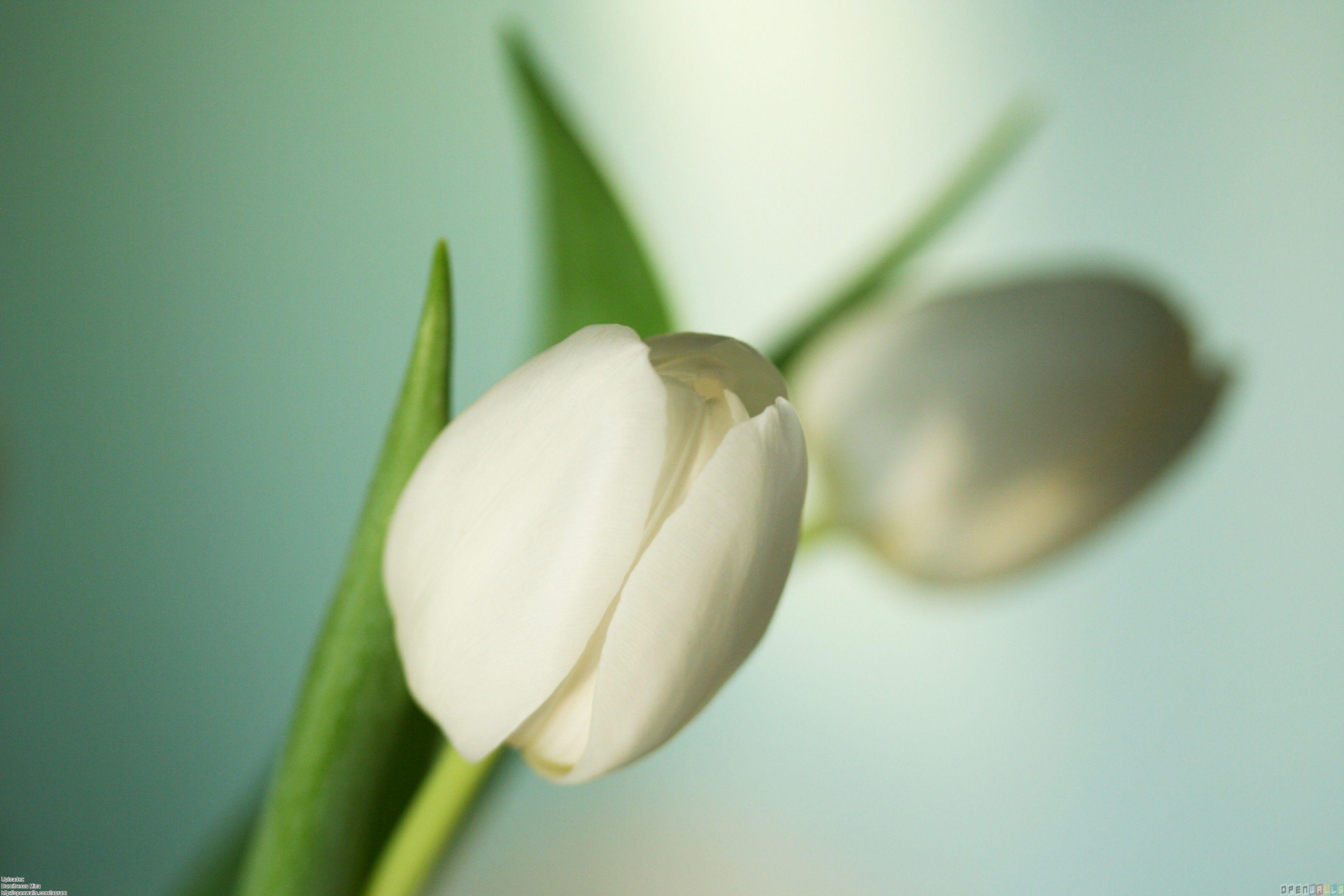 3172x2115 Free download Pin White Tulips Wallpaper Flower Wallpaper 671 [3172x2115] for your Desktop, Mobile & Tablet. Explore White Tulips Wallpaper. Tulips Background Wallpaper, Spring Tulips Wallpaper, Microsoft Tulip Wallpaper