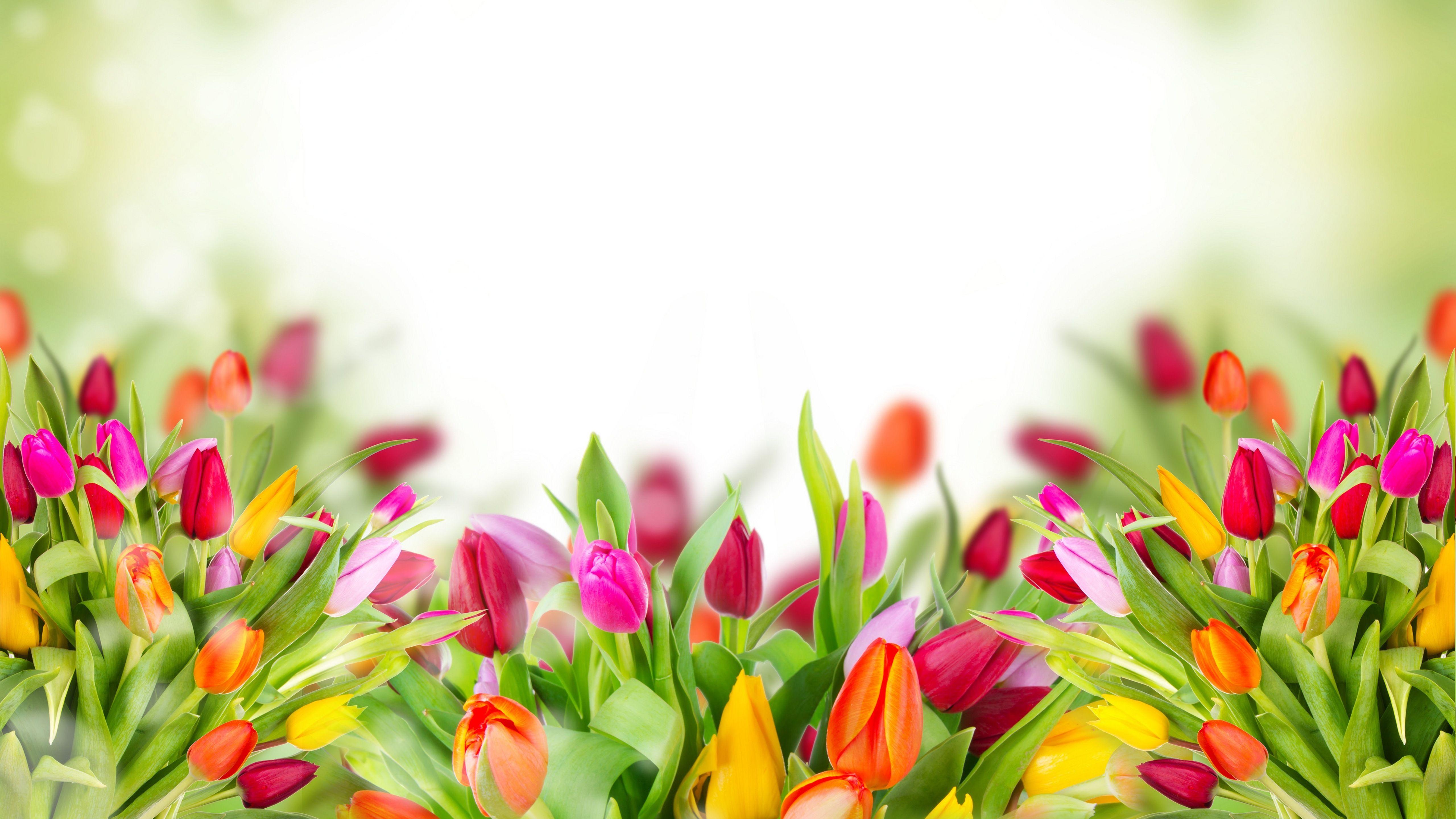5120x2880 Colorful Tulips 5k HD 4k Wallpaper, Image, Background, Photo and Picture