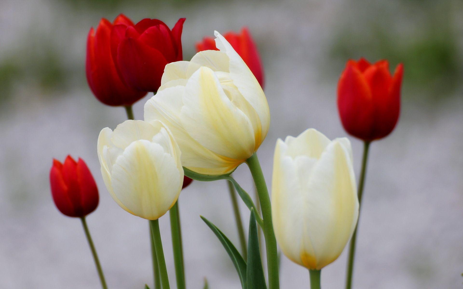 1920x1200 Picture Red White Tulips Flowers