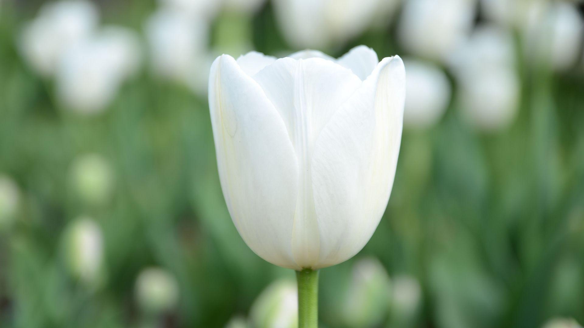 1920x1080 One White Tulip Close Up With Blurred Background Download HD Wallpaper