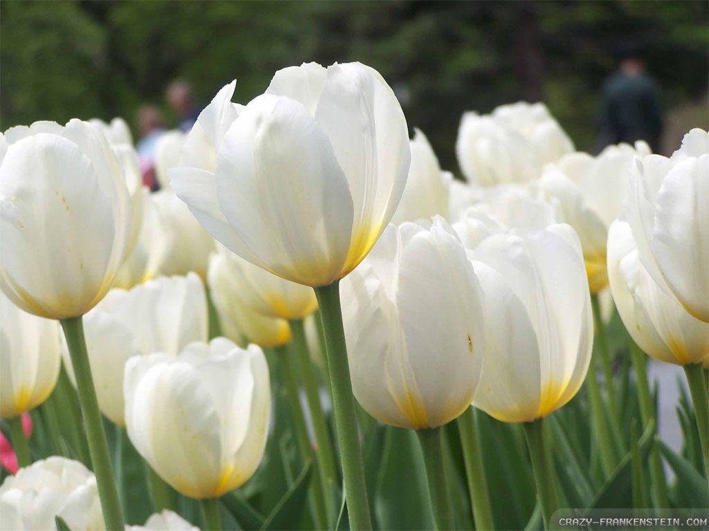 1024x768 White Tulips wallpaper 2
