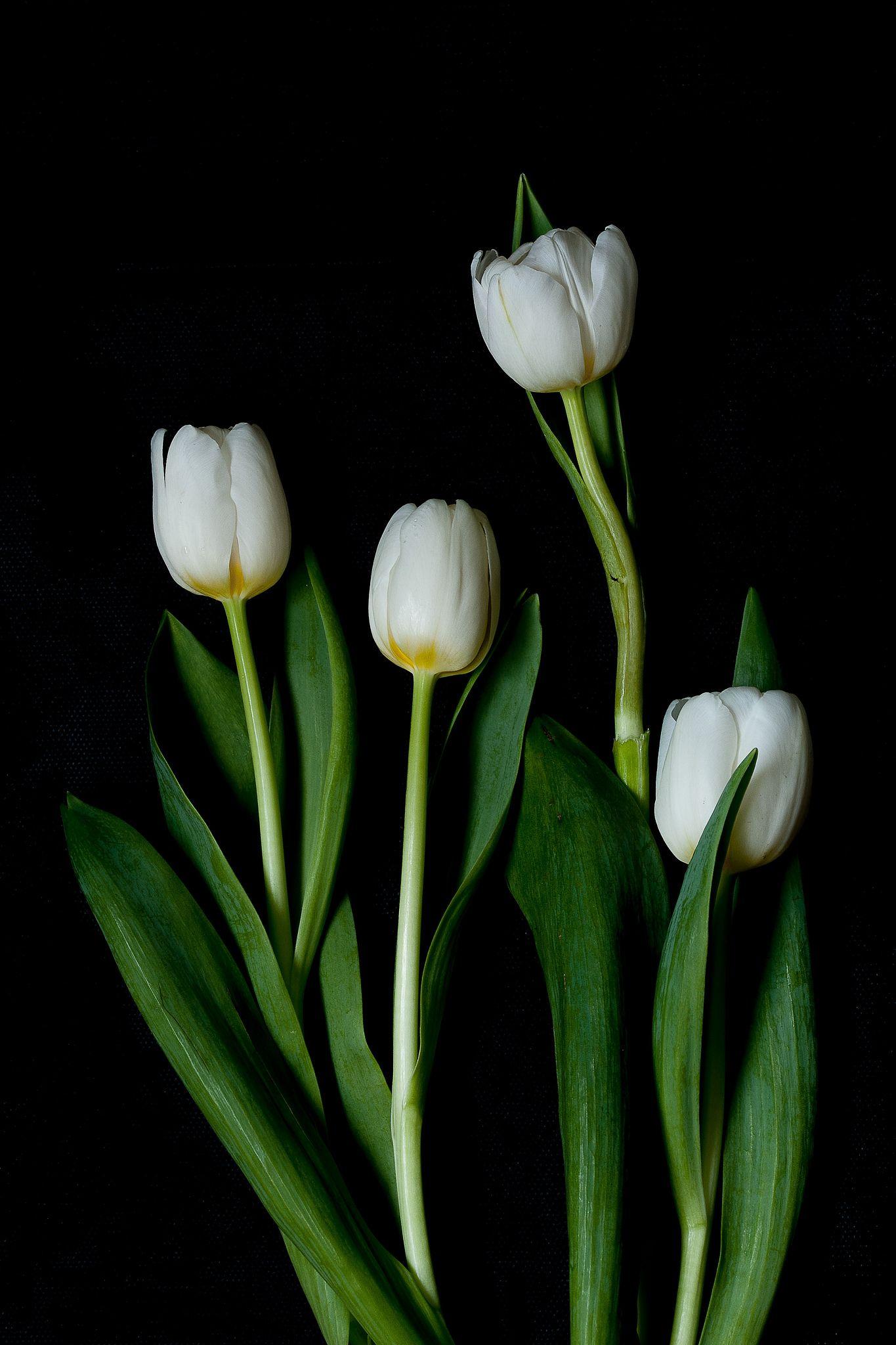 1365x2048 Black Background Tulip Flower Wallpaper HD