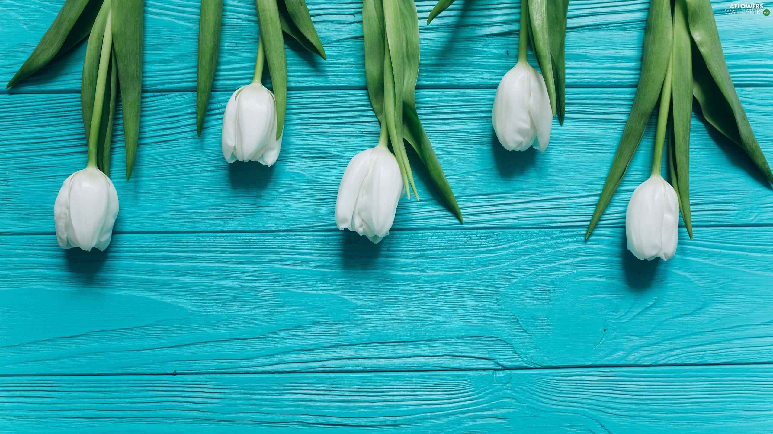 2560x1440 Blue, boarding, White, Tulips, Flowers wallpaper: 2560x1440