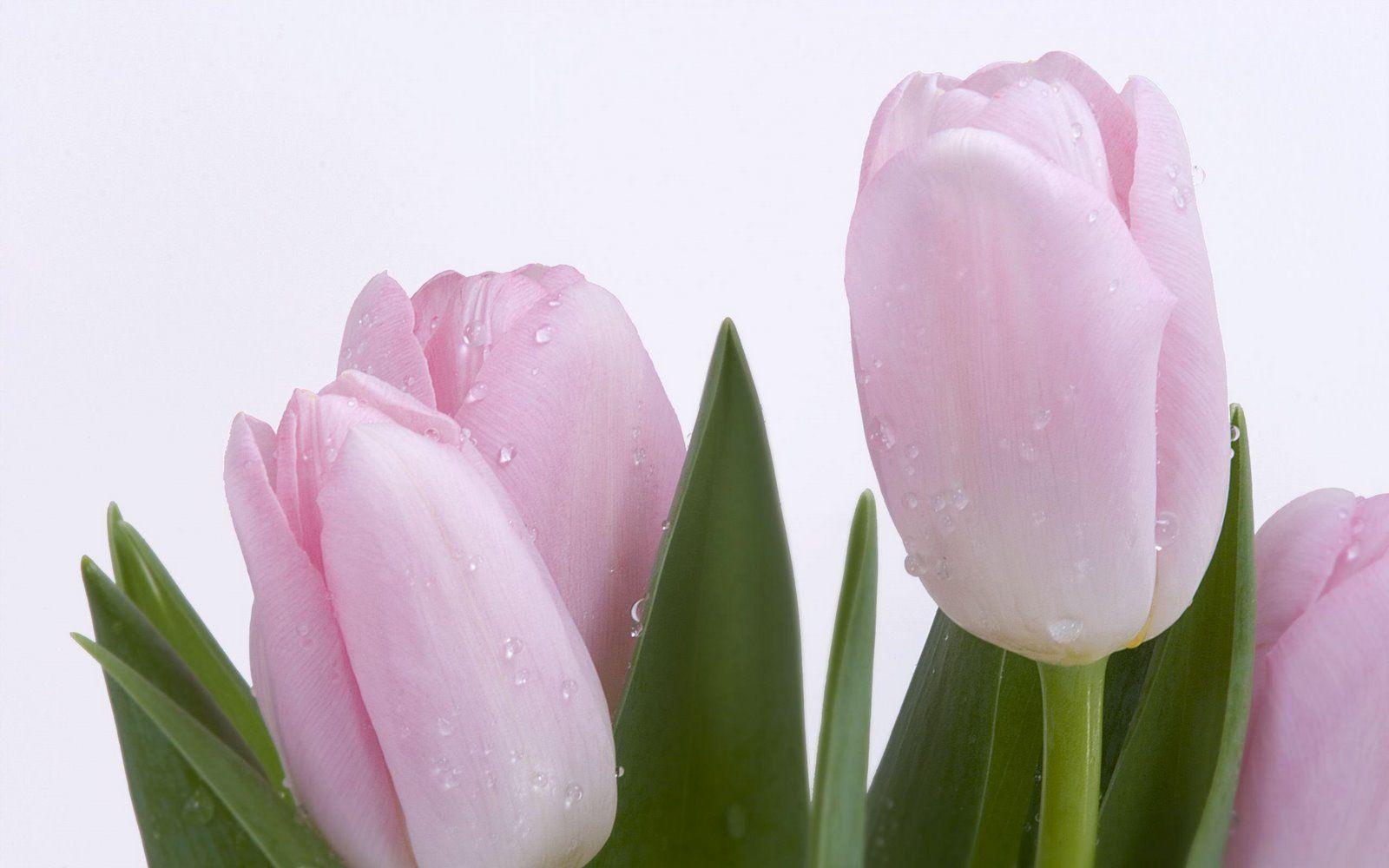 1600x1000 Tulip Flowers For Desktop Background