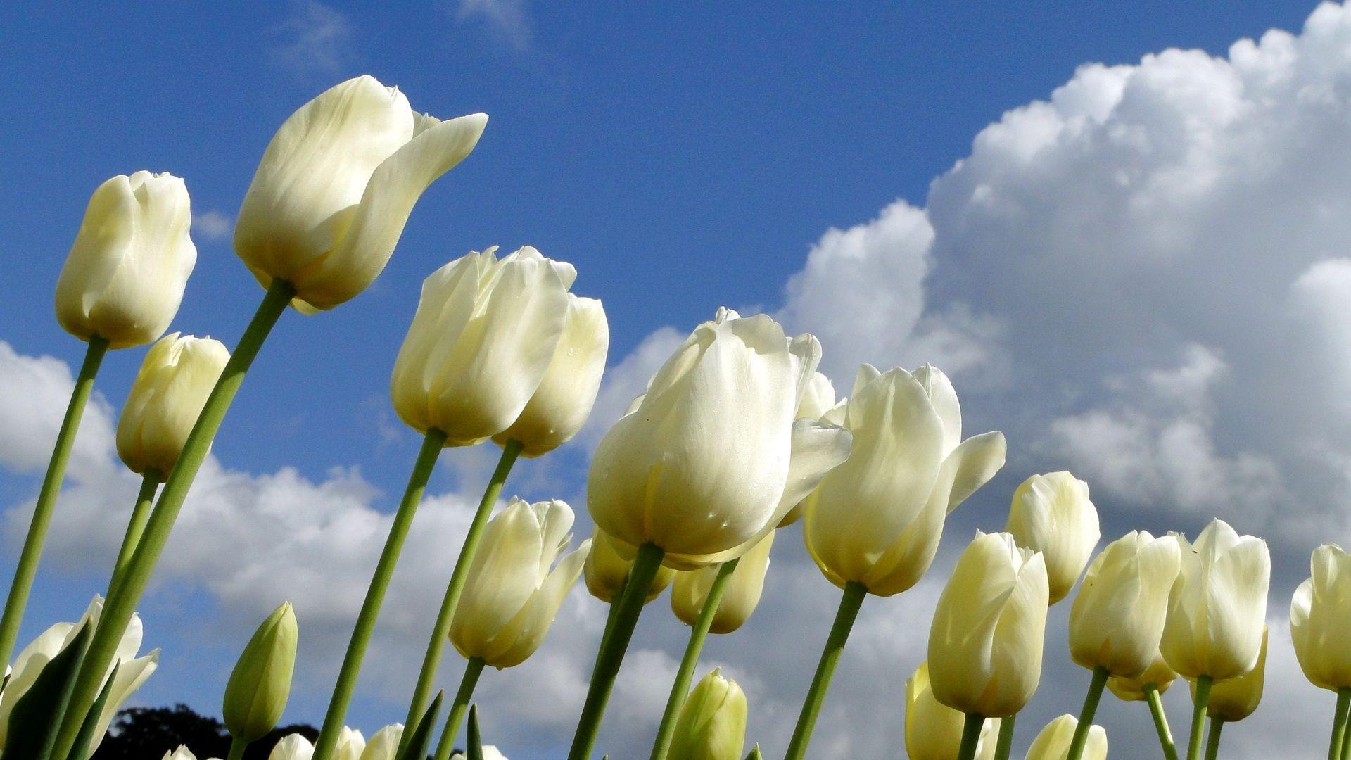 White Tulips Wallpapers Top Free White Tulips Backgrounds