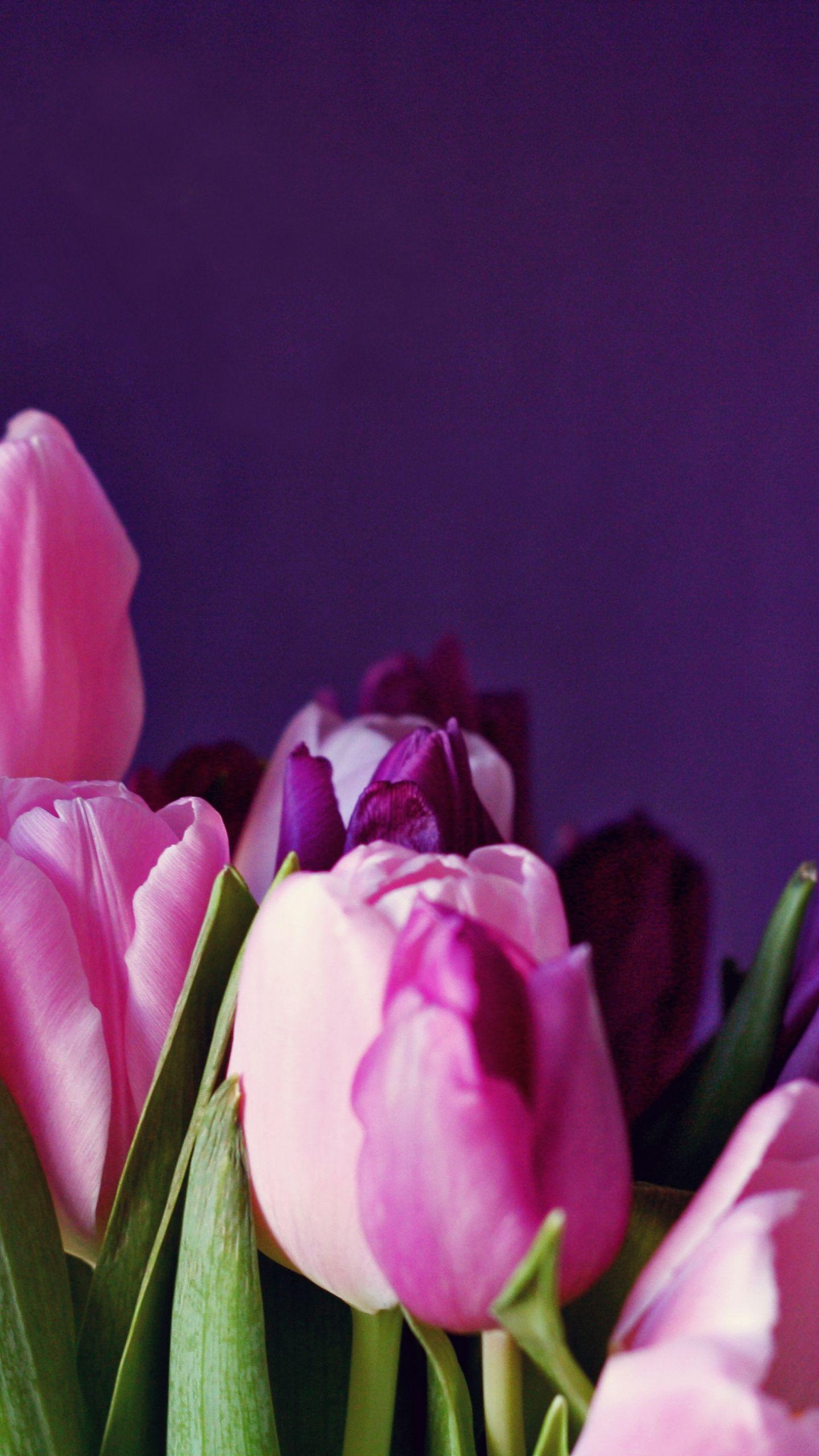 Colorful Tulips Wallpapers - Top Free Colorful Tulips Backgrounds ...