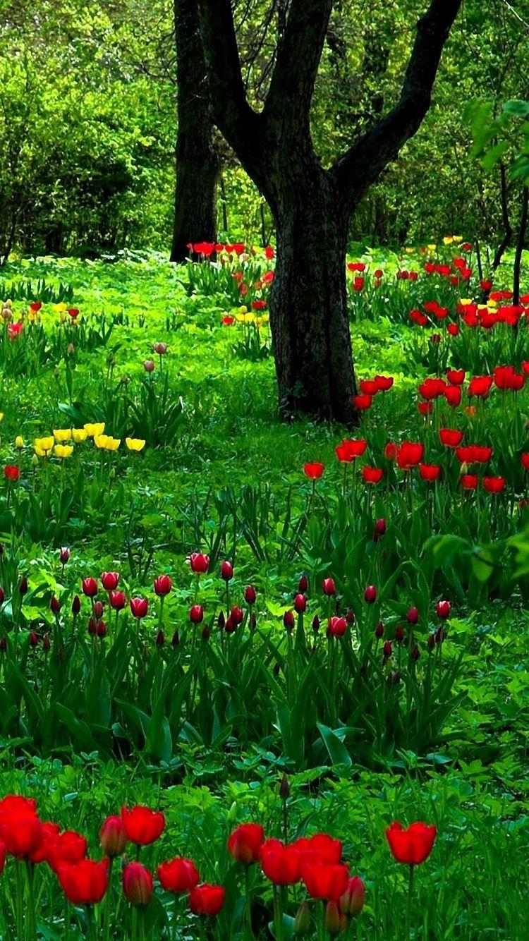 750x1334 Free download download colorful tulips wallpaper for iphone 66 [750x1334] for your Desktop, Mobile & Tablet. Explore Tulip Wallpaper for iPhone. Microsoft Tulip Wallpaper, Free Tulip Wallpaper, Bing Tulip Wallpaper