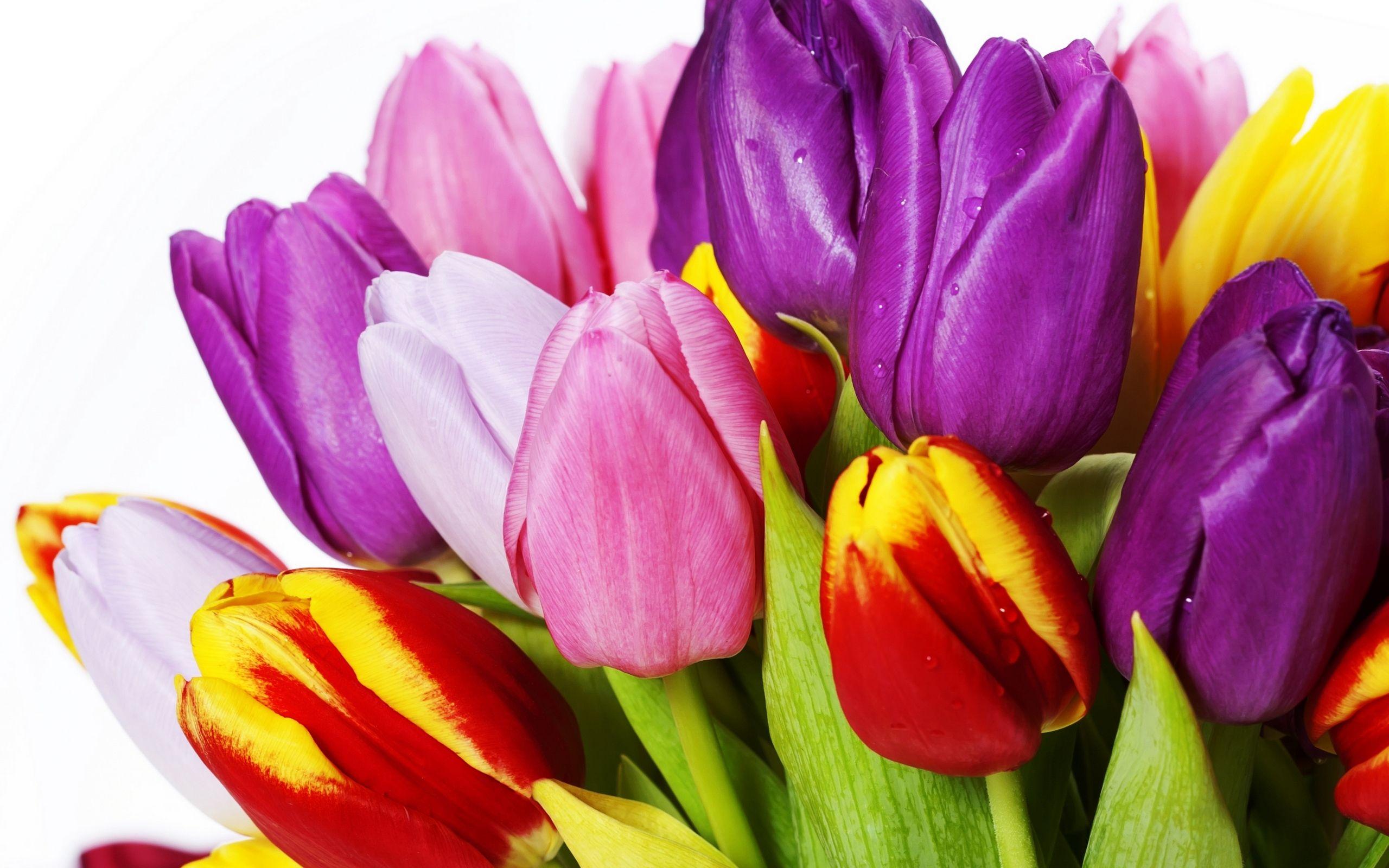 2560x1600 Download wallpaper colorful tulips, spring, congratulations, a bouquet of tulips, spring flowers for desktop with resolution 2560x1600. High Quality HD picture wallpaper