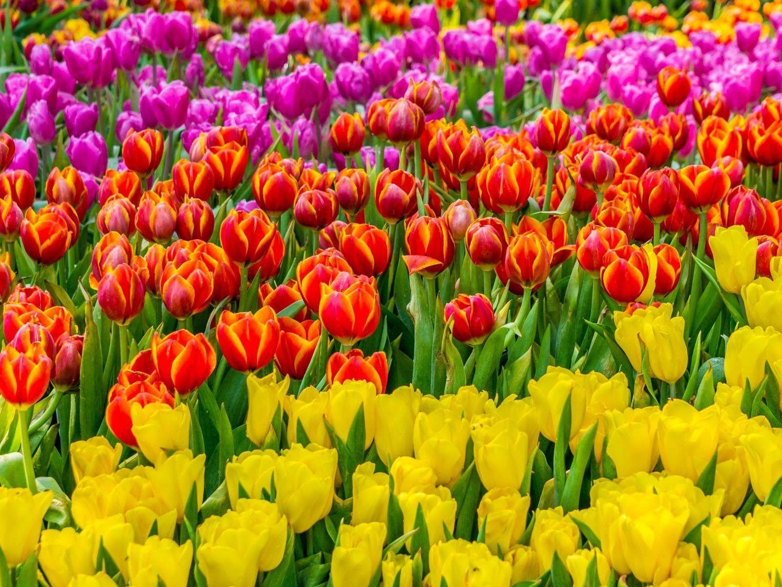 1600x1200 Flowers Field With Colorful Tulips Red Pink And Yellow Wallpaper HD :