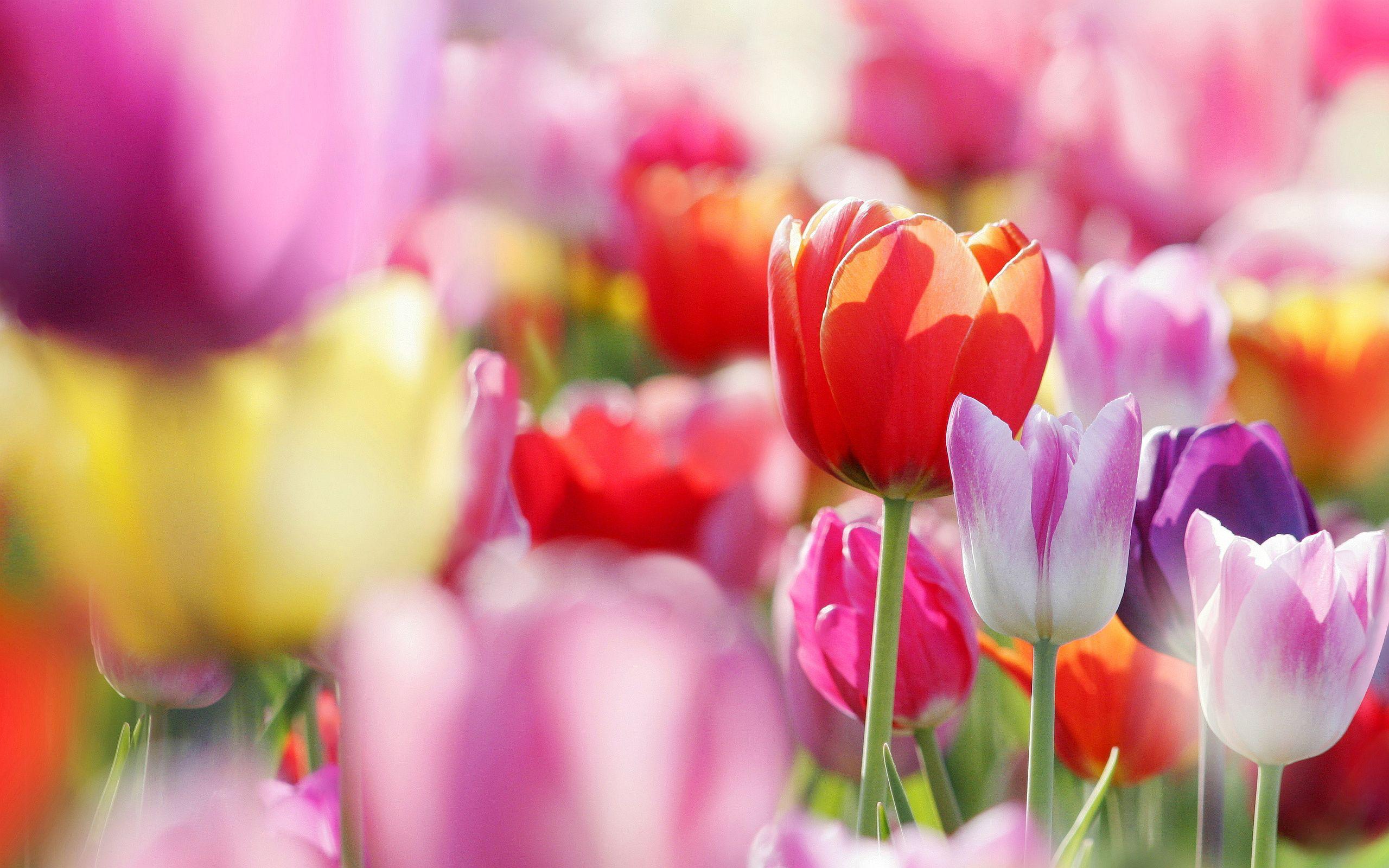 2560x1600 Colorful Tulips Wallpaper 44627 2560x1600px