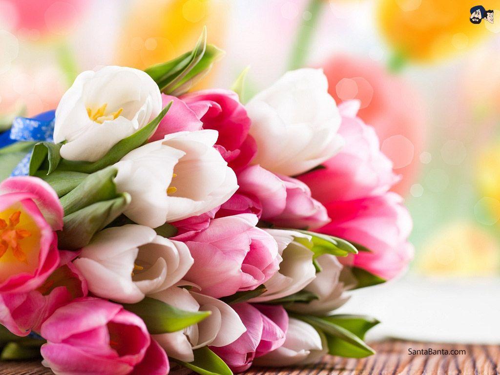 1024x768 A bunch of Colorful Tulips