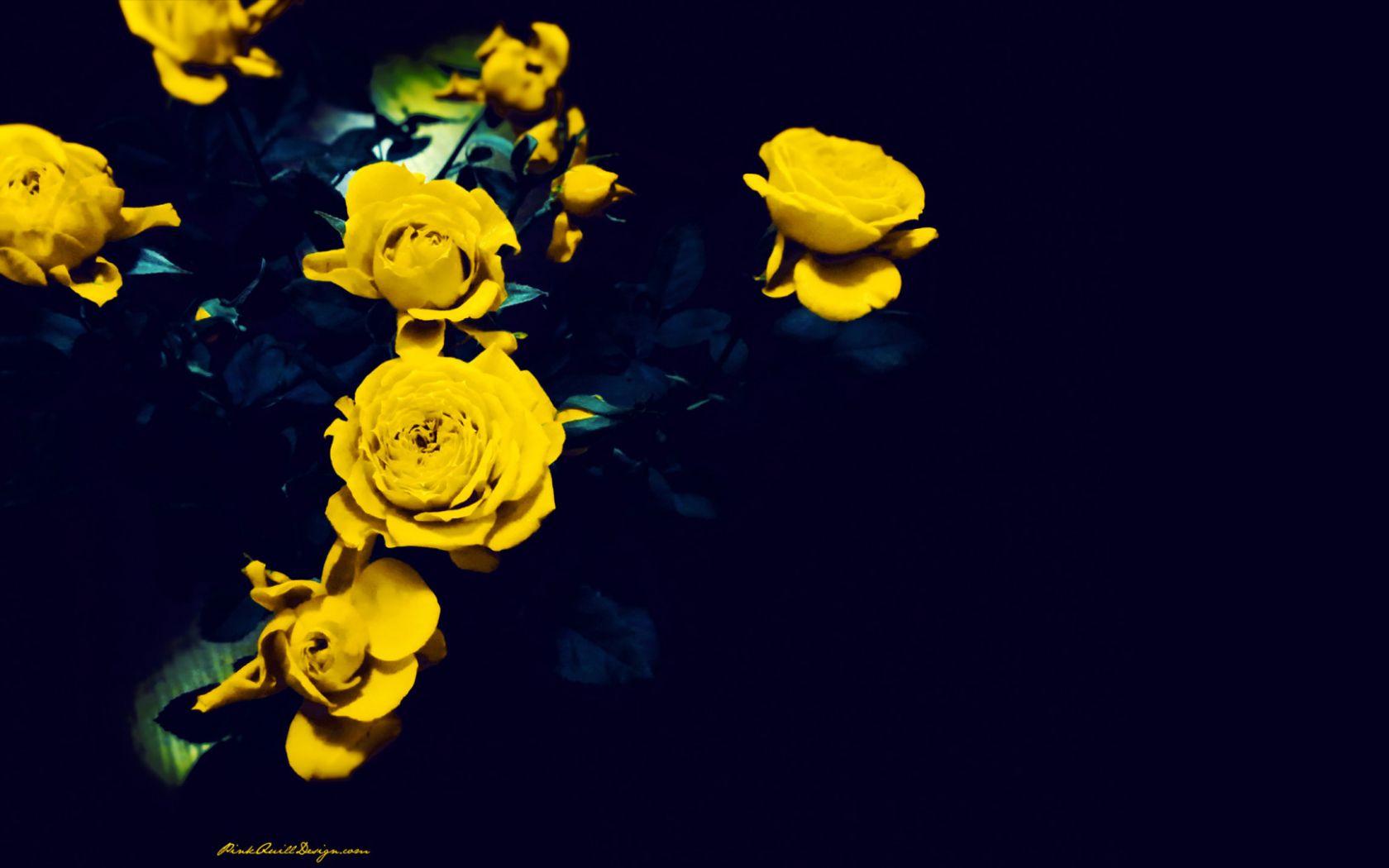 1680x1050 Free download Yellow roses on a dark blue background wallpaper and image [1920x1080] for your Desktop, Mobile & Tablet. Explore Yellow and Blue Wallpaper. Light Blue and Yellow Wallpaper