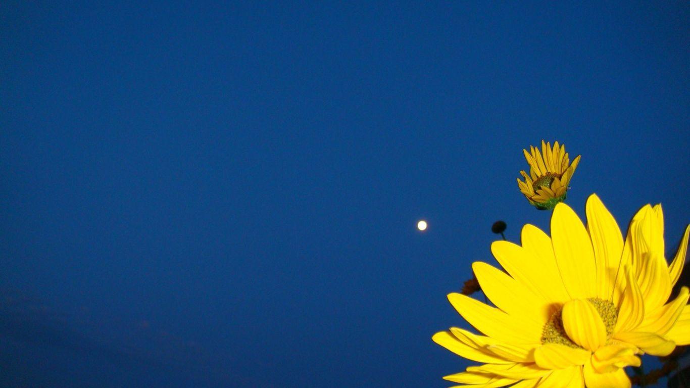 1366x768 Yellow flower on a dark blue background Desktop wallpaper 1366x768