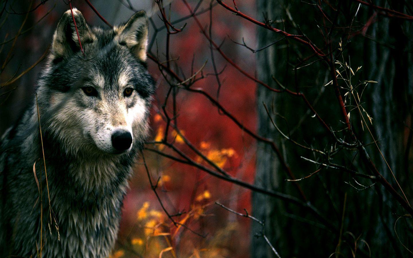 1440x900 Wolf Wallpaperx900