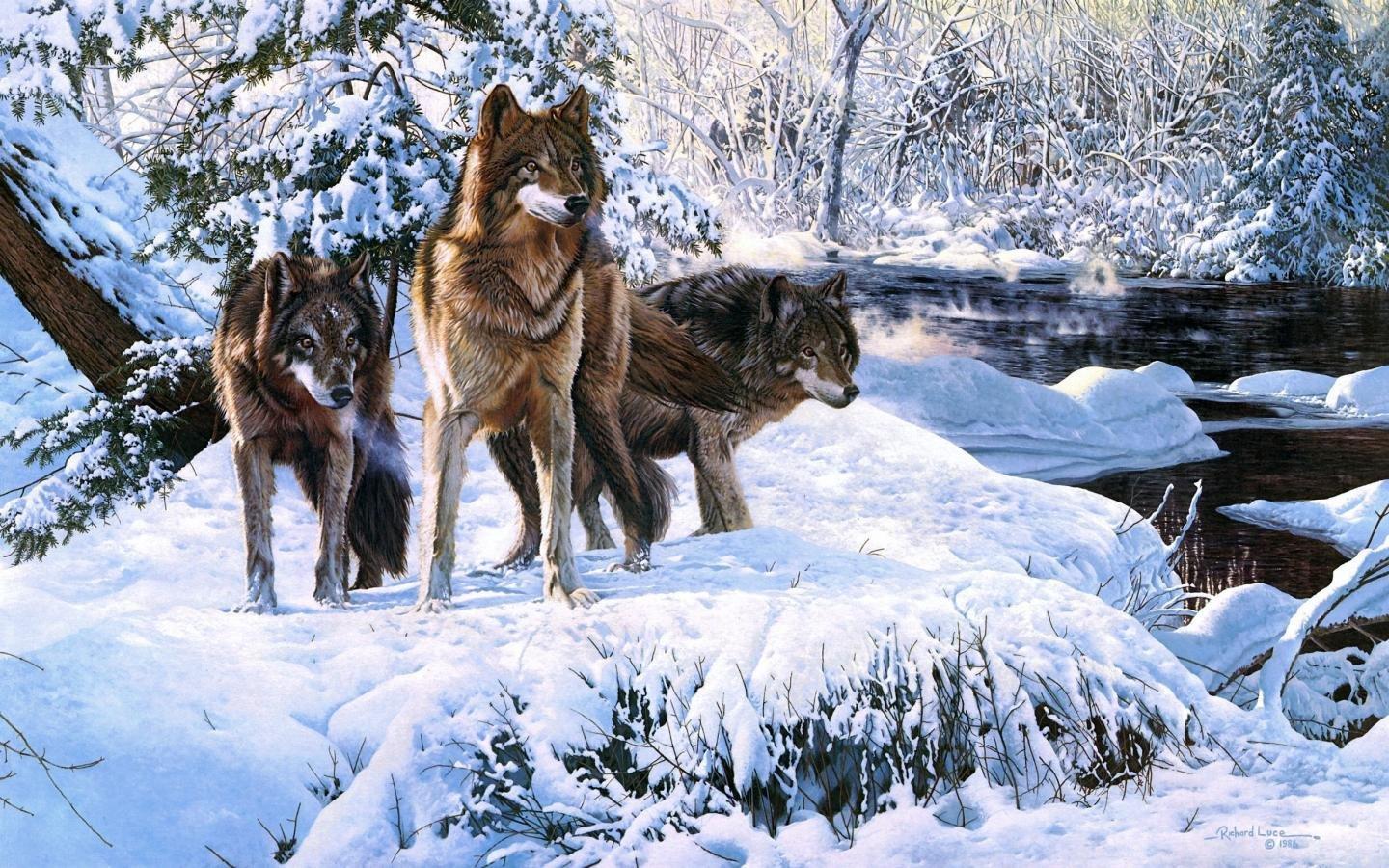 1440x900 Wolf wallpaper 1440x900 desktop background