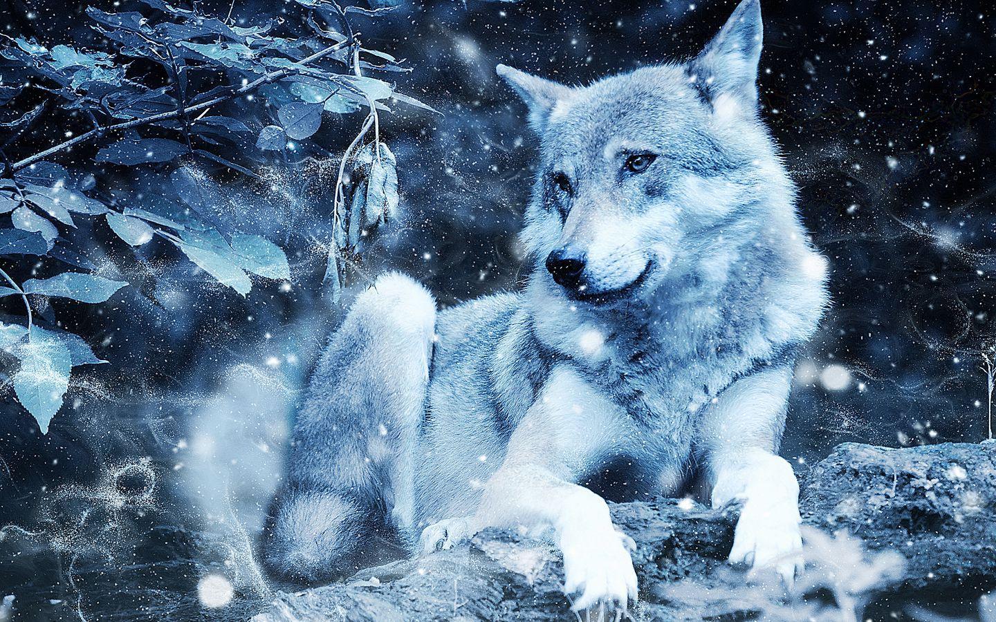 1440x900 Download wallpaper 1440x900 wolf, photohop, predator, wildlife widescreen 16:10 HD background