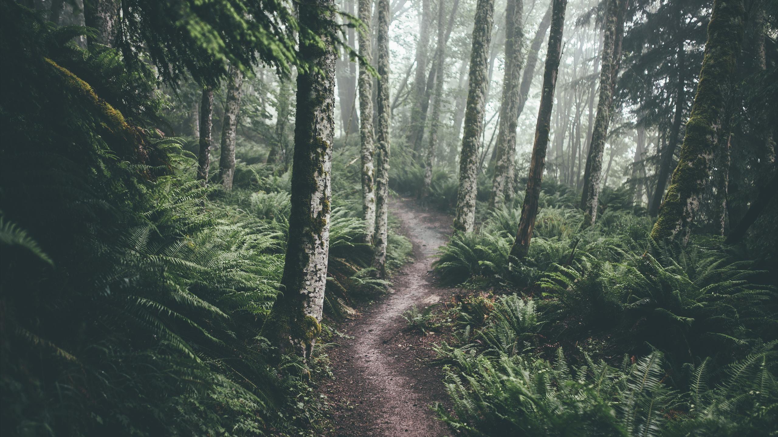 2560x1440 Cozy Desktop Wallpaper .