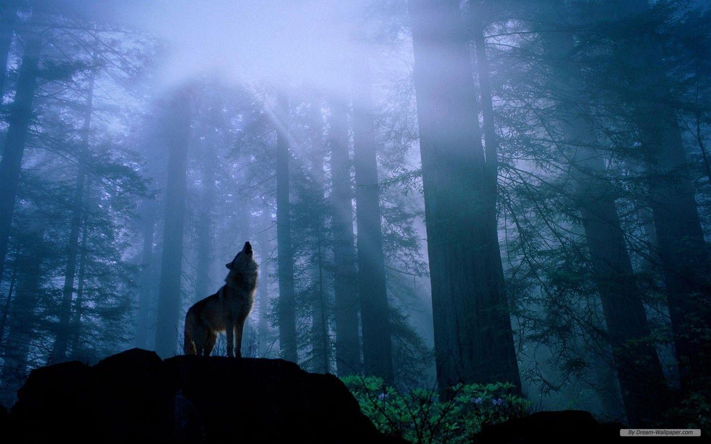 1440x900 Free Wallpaper Animal wallpaper wallpaper