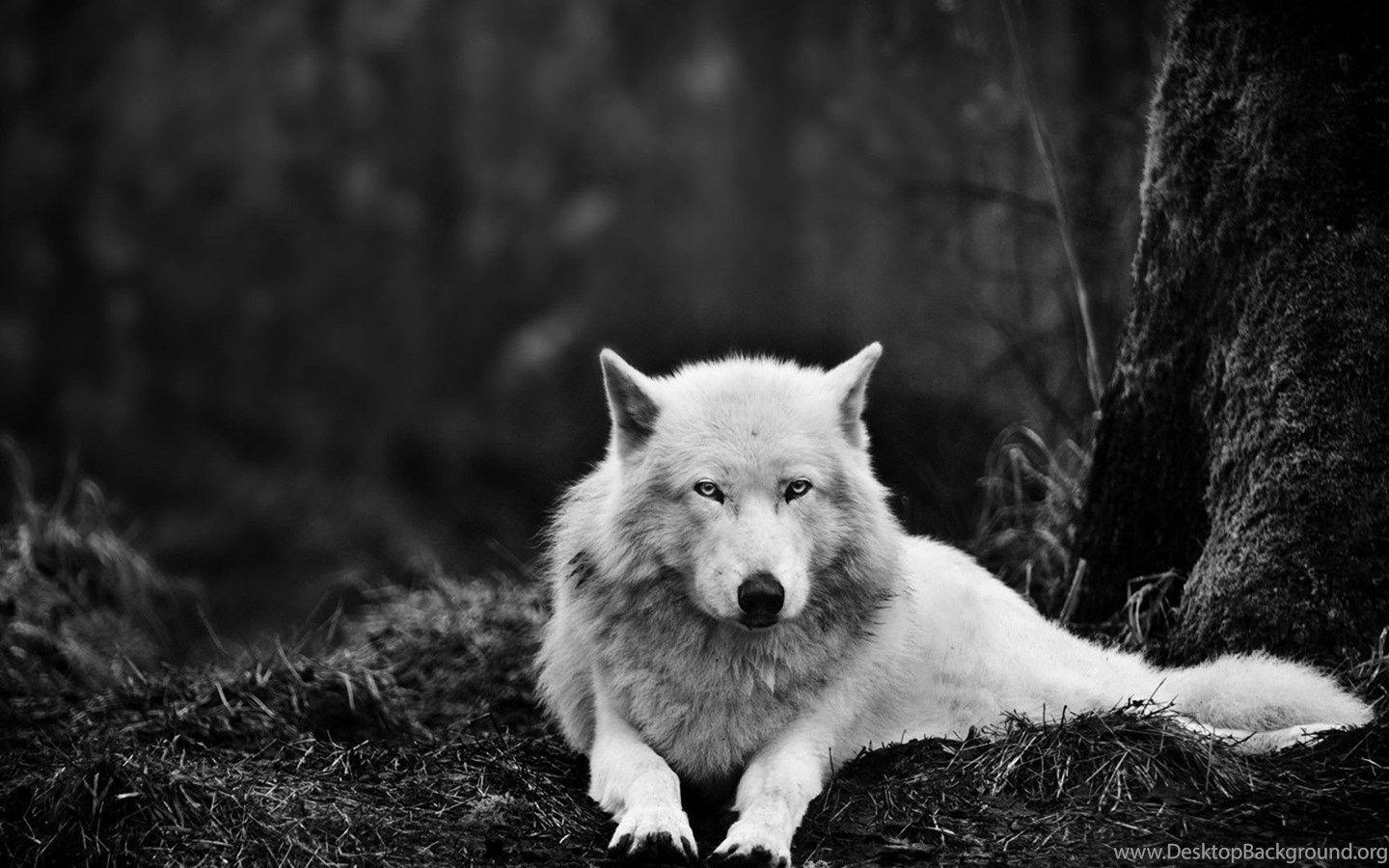1440x900 HD Wolf Wallpaper Desktop Background