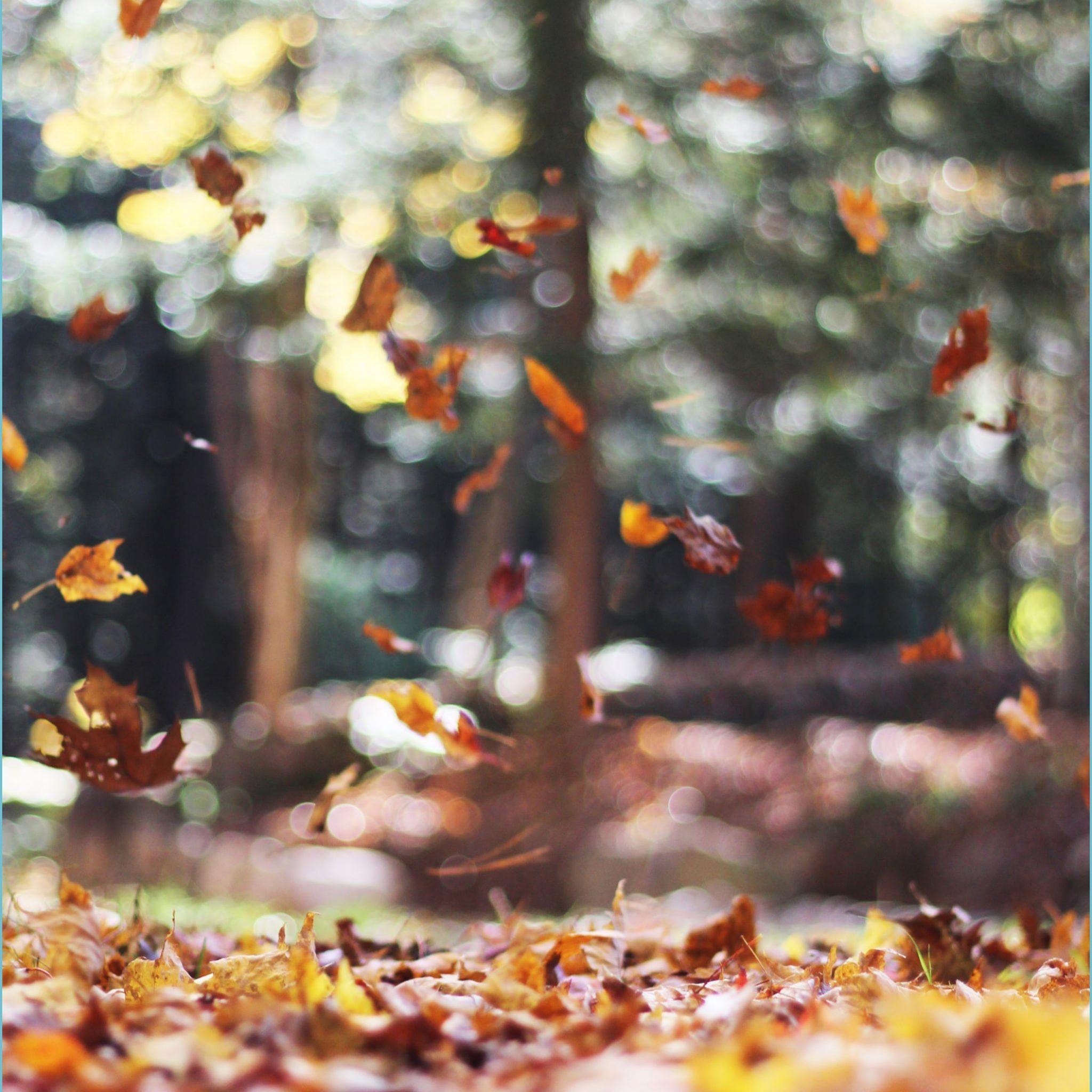 2048x2048 Cozy Fall Wallpaper For Your IPhone Tech Wallpaper iPhone