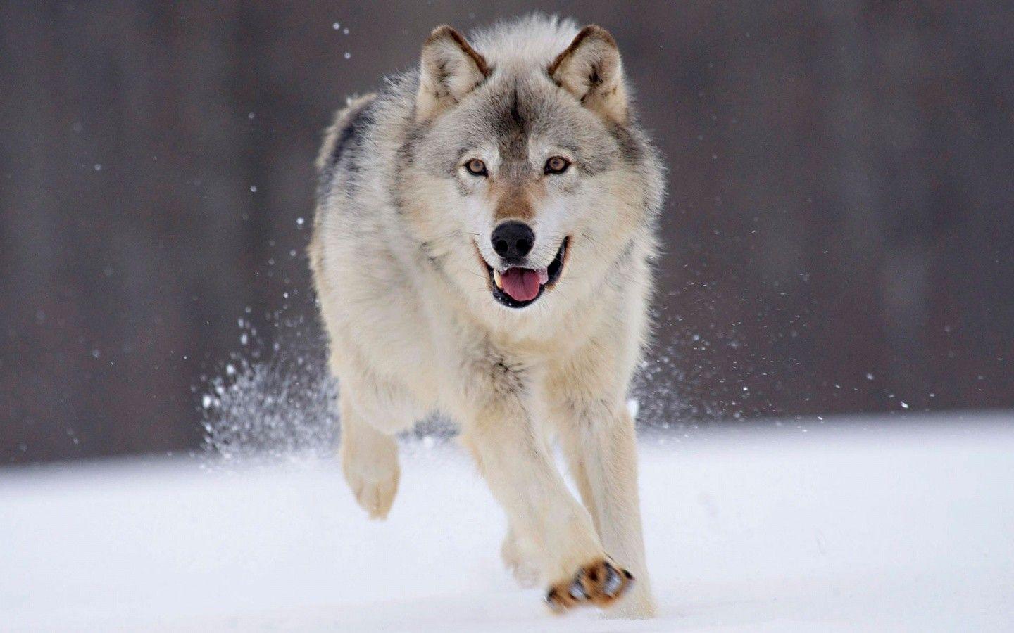 1440x900 Mysterious Wolf Wallpaper HD