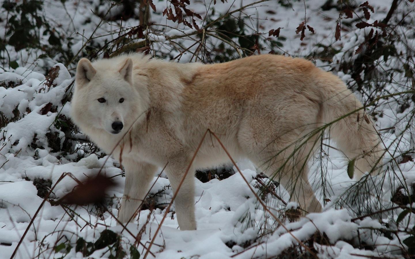 1440x900 Wolf wallpaper 1440x900 desktop background