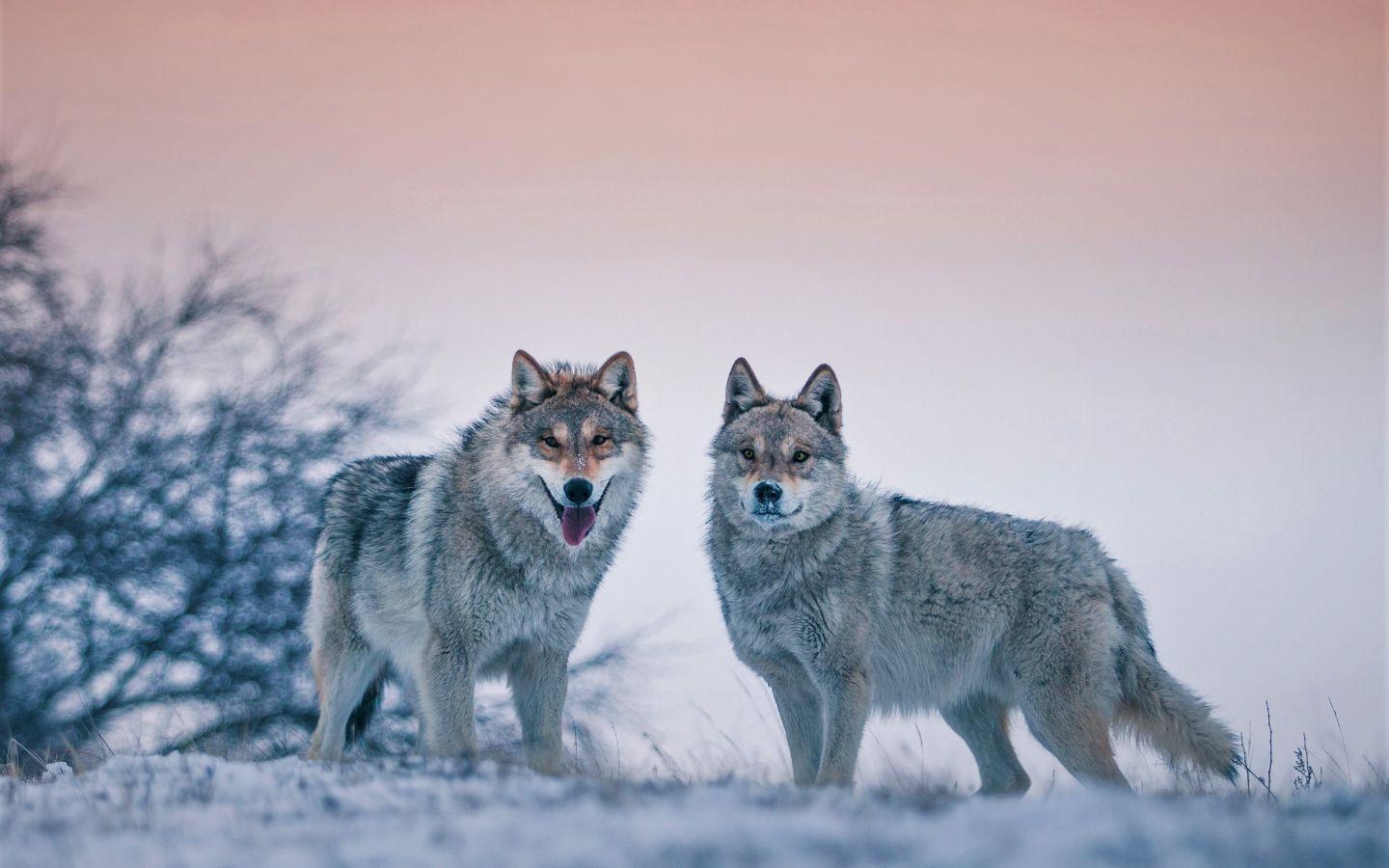 1440x900 Download 1440x900 wallpaper predator, animal, wolves, widescreen 16: widescreen, 1440x900 HD image, background, 2636