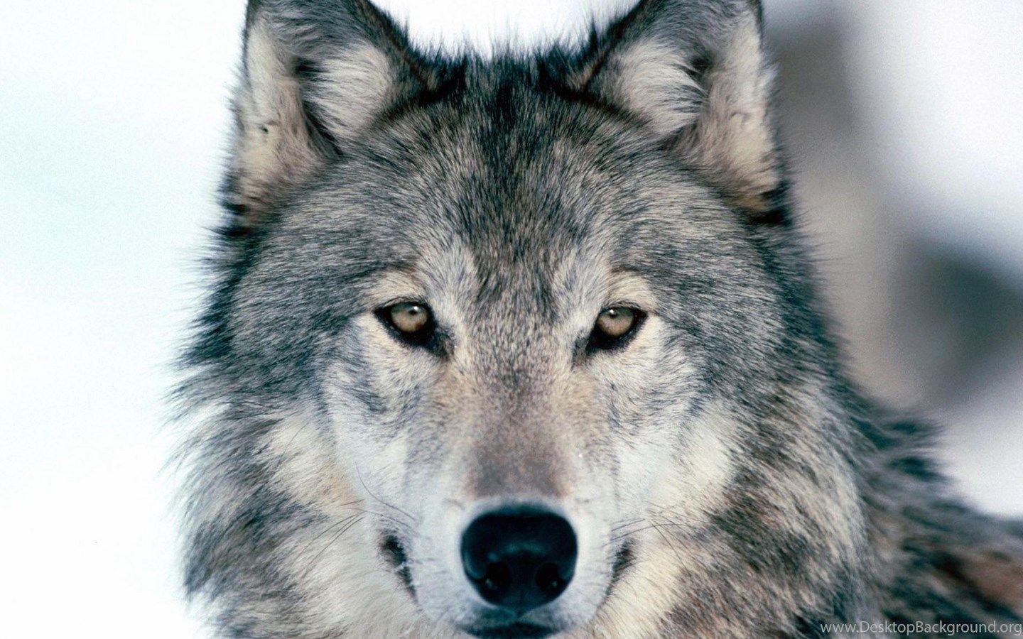 1440x900 4K Ultra HD Wolf Wallpaper HD, Desktop Background 3840x2160. Desktop Background