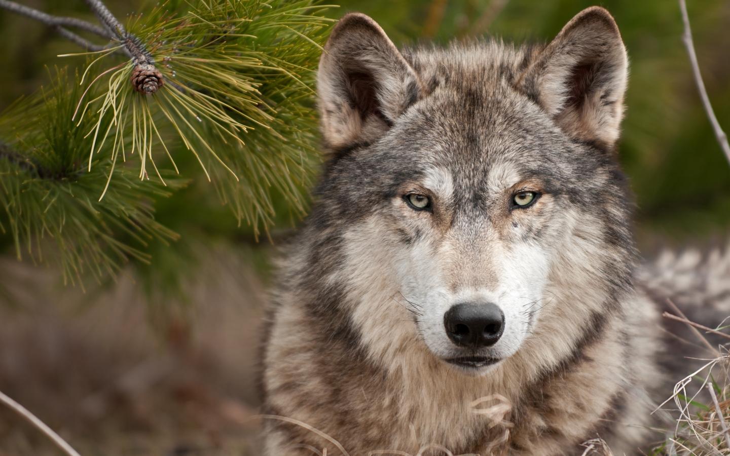 1440x900 wolf, muzzle, predator 1440x900 Wallpaper, HD Animals 4K Wallpaper, Image, Photo and Background