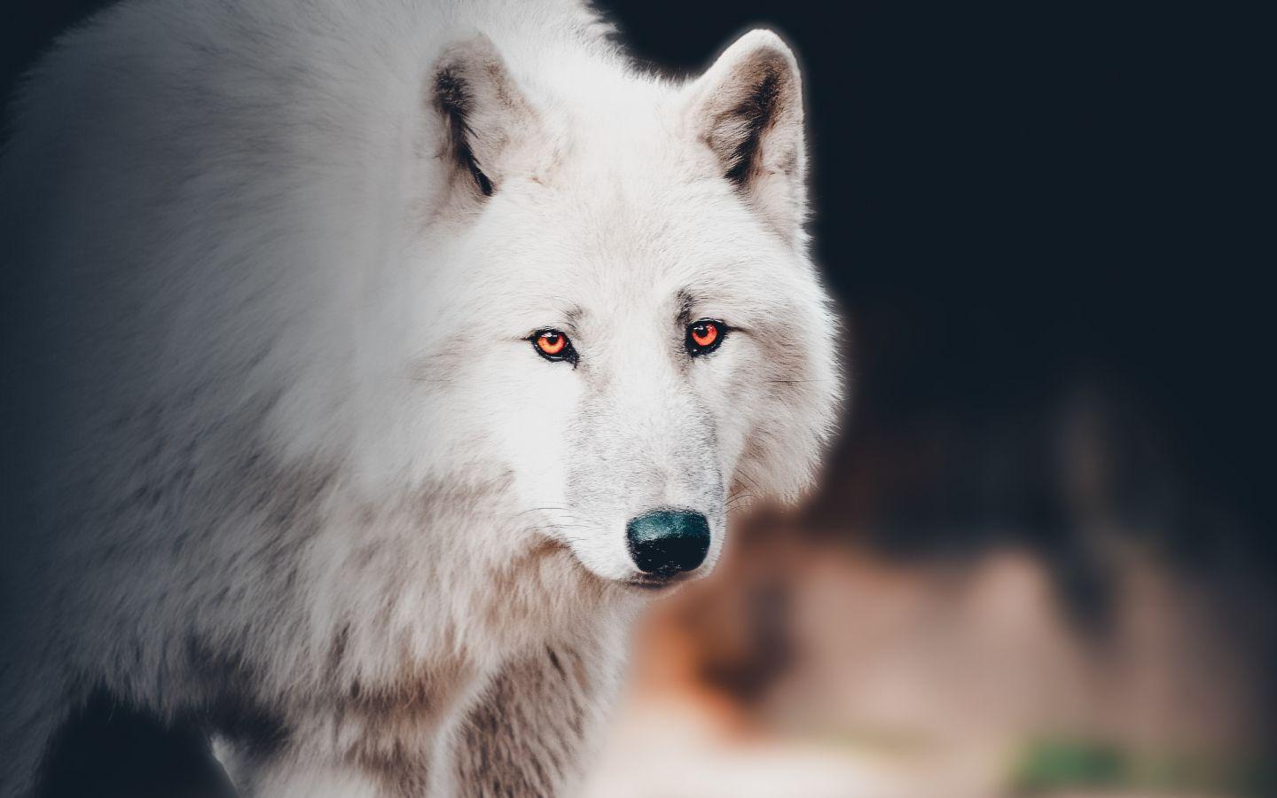 1440x900 Download 1440x900 wallpaper the white wolf, portrait, widescreen 16: widescreen, 1440x900 HD image, background, 21230