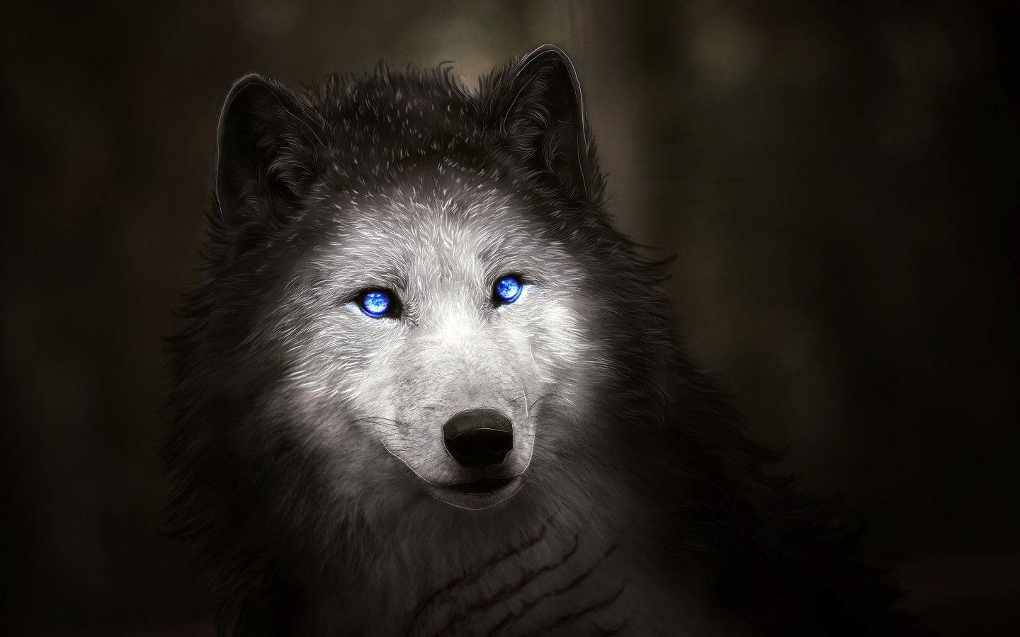 1440x900 Wolf Wallpaper Blue Eyes HD Wallpaper
