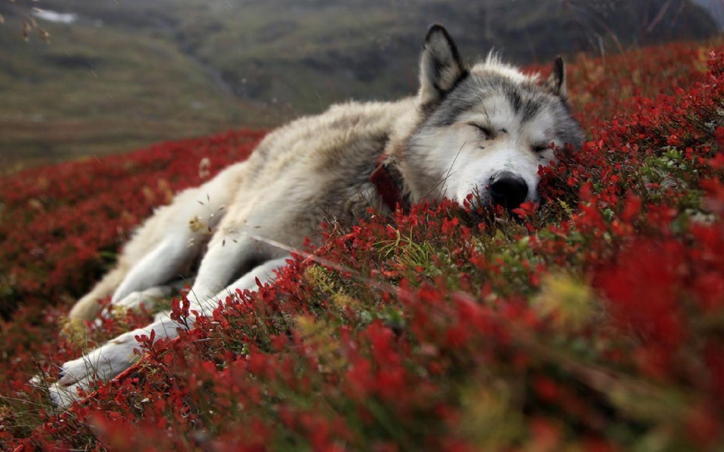 1440x900 Download Wallpaper, Download 1440x900 Arctic Sleeping Sleeping Wolf Wallpaper –Free Wallpaper Download