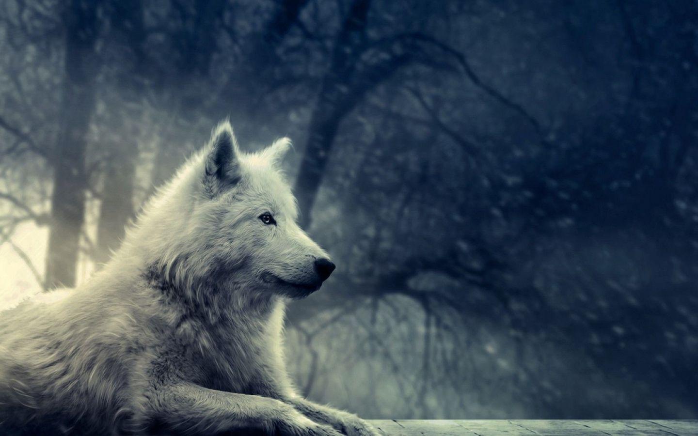 1440x900 Fantasy Pic of Wolf wallpaper in 1440x900 resolution