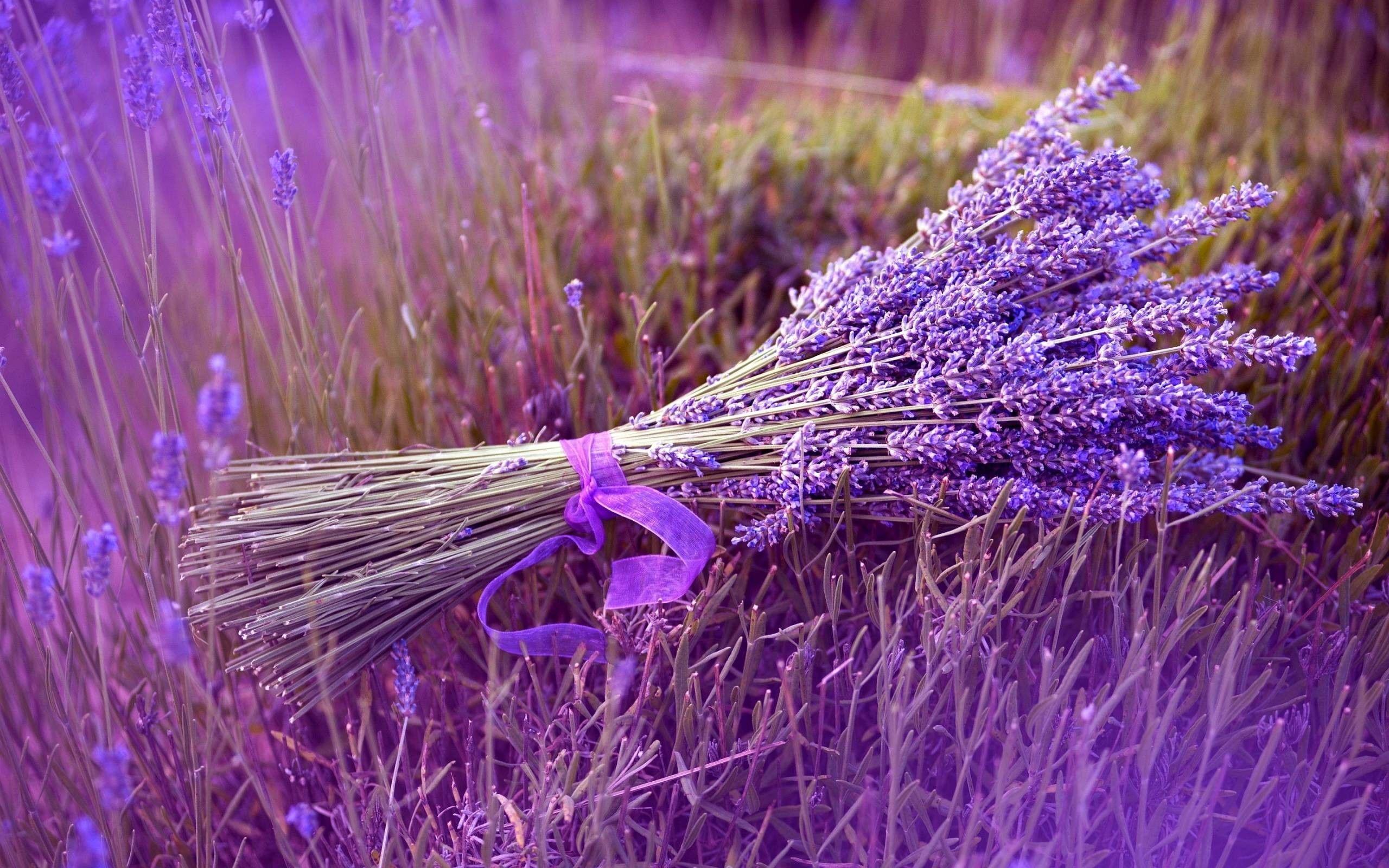 2560x1600 Lavender Wallpaper background picture