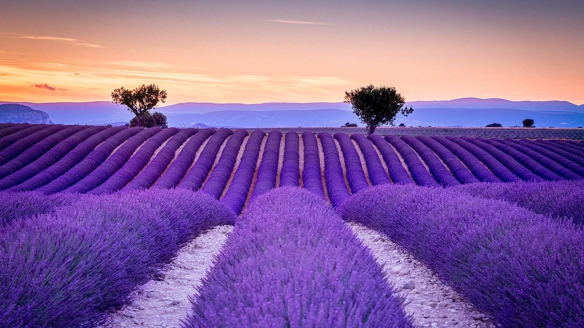 1920x1080 Lavender Field Wallpaper