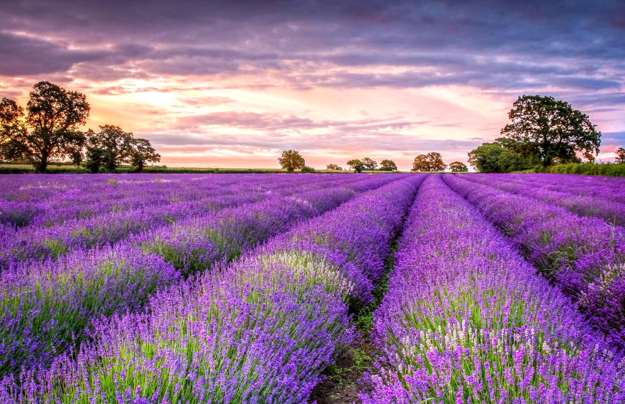 2048x1323 Lavender Wallpaper. Lavender Flower Wallpaper, Lavender Garden Wallpaper and Lavender Wallpaper
