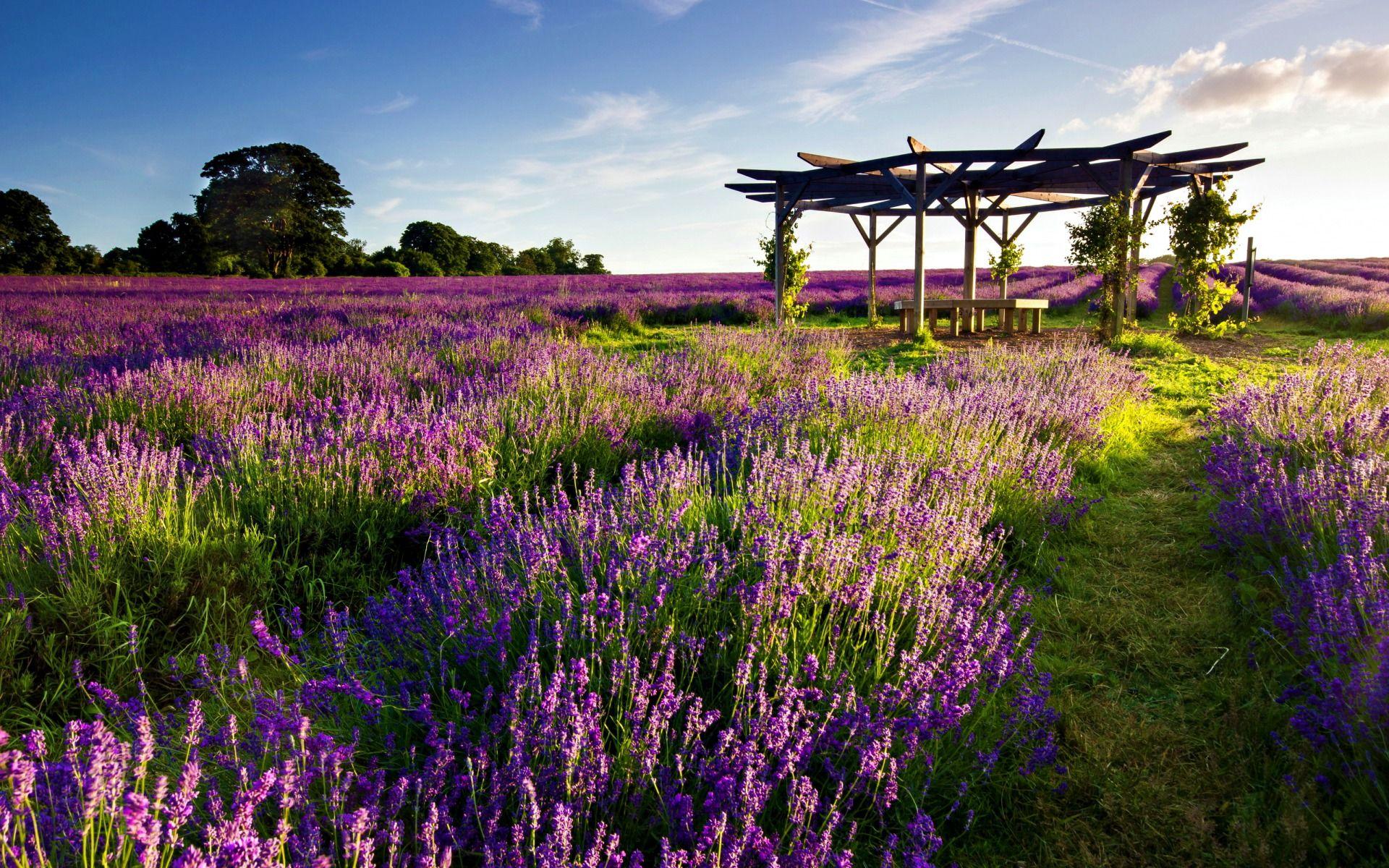 1920x1200 Lavender Field Frame & Bench wallpaper. Lavender Field Frame & Bench